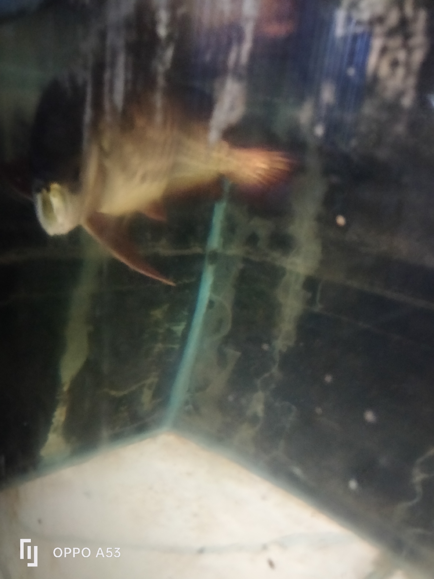 A blurred, horizontal image shows an aquarium with a fish. The fish, predominantly brown and yellow, is partially visible swimming towards the left of the frame, with its tail fin fanned out and its mouth open. The aquarium appears to contain murky water with some algae growth on the glass. The background is dark and indistinct, with a lighter colored area at the bottom of the frame. The bottom left corner of the image displays a white logo and text that reads "OPPO A53". The image's content and quality do not provide any specific information that can be linked to the city of Denpasar, Indonesia.