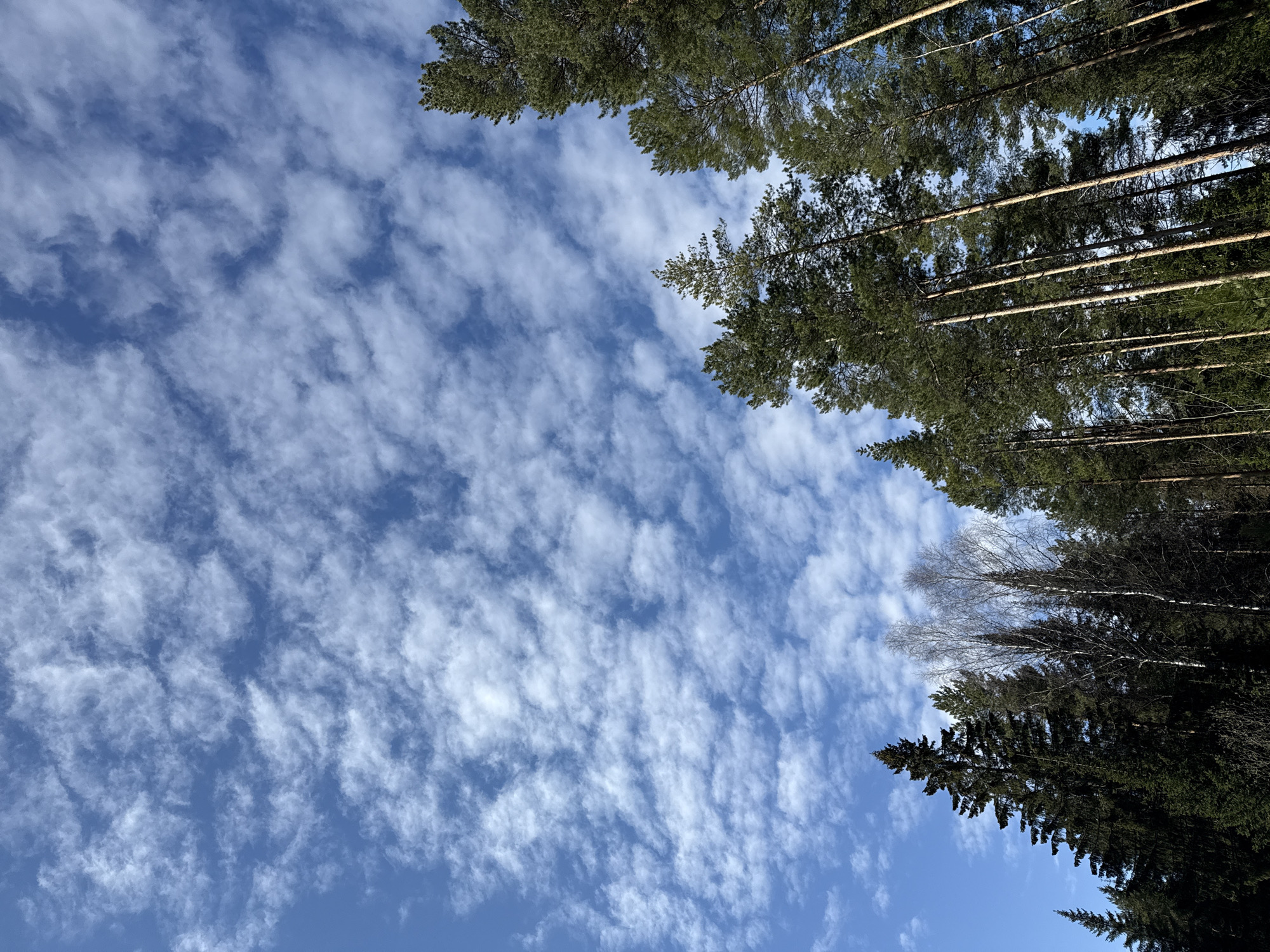The image shows a view looking up into the sky through a forest canopy. The sky is predominantly blue with a scattering of white, streaky cirrocumulus clouds. Tall pine trees with green needles frame the upper portion of the image. In the lower right, there are also some coniferous trees with dense foliage. A single tree, possibly a birch, is visible in the middle on the right side, with its bare branches contrasting against the sky and the darker trees. The location is not explicitly identifiable as Адам, Russia based on visual information alone. There are no people, interactions, or actions visible in the image.