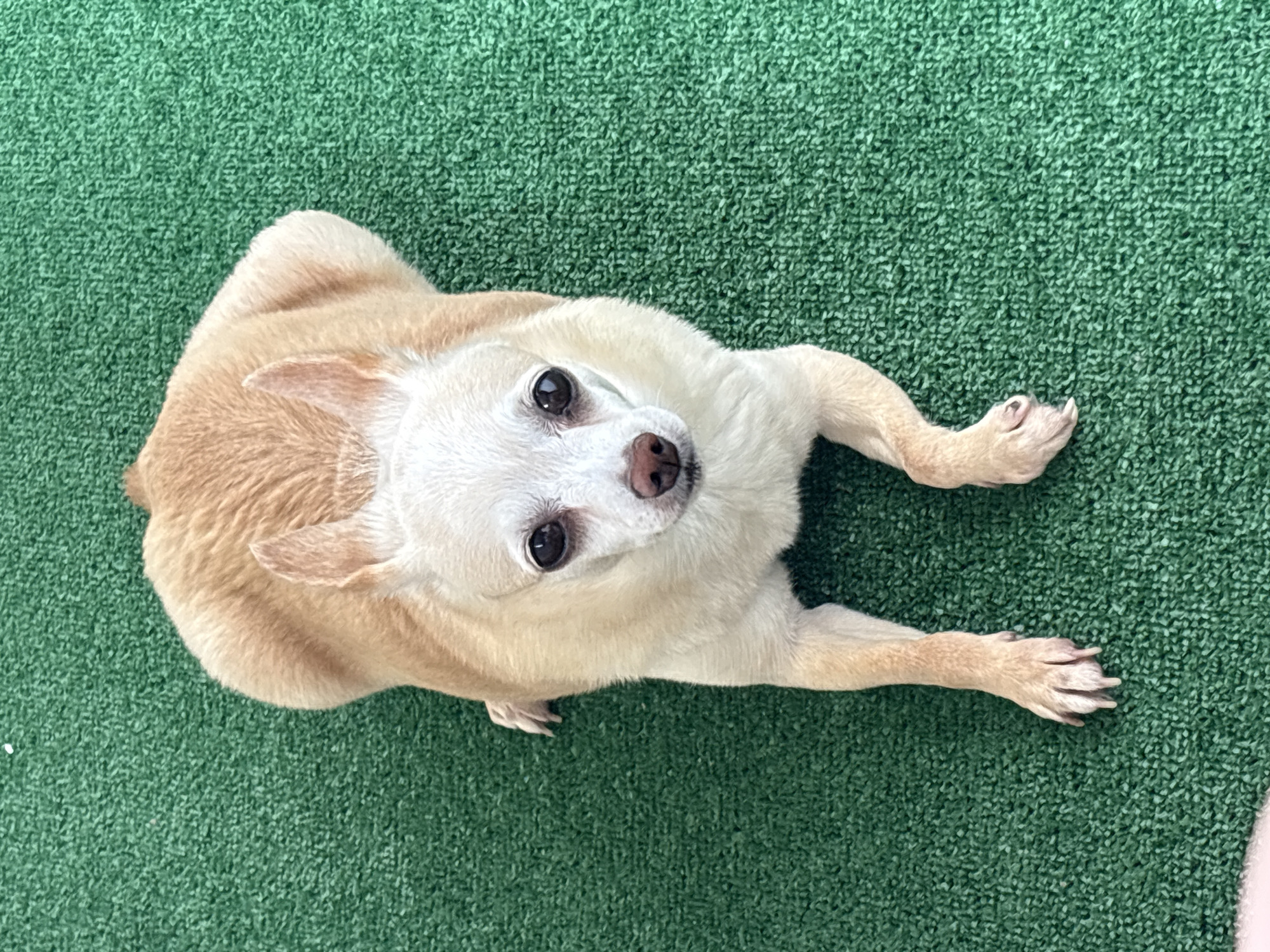 A small, tan and white Chihuahua dog is lying on a textured green surface, which appears to be artificial turf. The dog is facing upwards, looking directly at the camera with dark eyes and a pink nose. Its ears are perked slightly, and its mouth is closed. The dog's body is positioned with its head at the top of the frame and its paws extended outwards. One front paw is visible on the right side of the frame, with its toes spread. Another front paw is tucked slightly underneath its body on the left side. The dog's fur is short and appears smooth. The green surface is consistent throughout the image, suggesting it is a flat, outdoor or indoor area covered with this material. There are no other objects or individuals visible in the frame. The lighting appears bright, casting soft shadows, suggesting it could be daytime. The dog's expression seems calm and attentive. There is no visible text in the image.