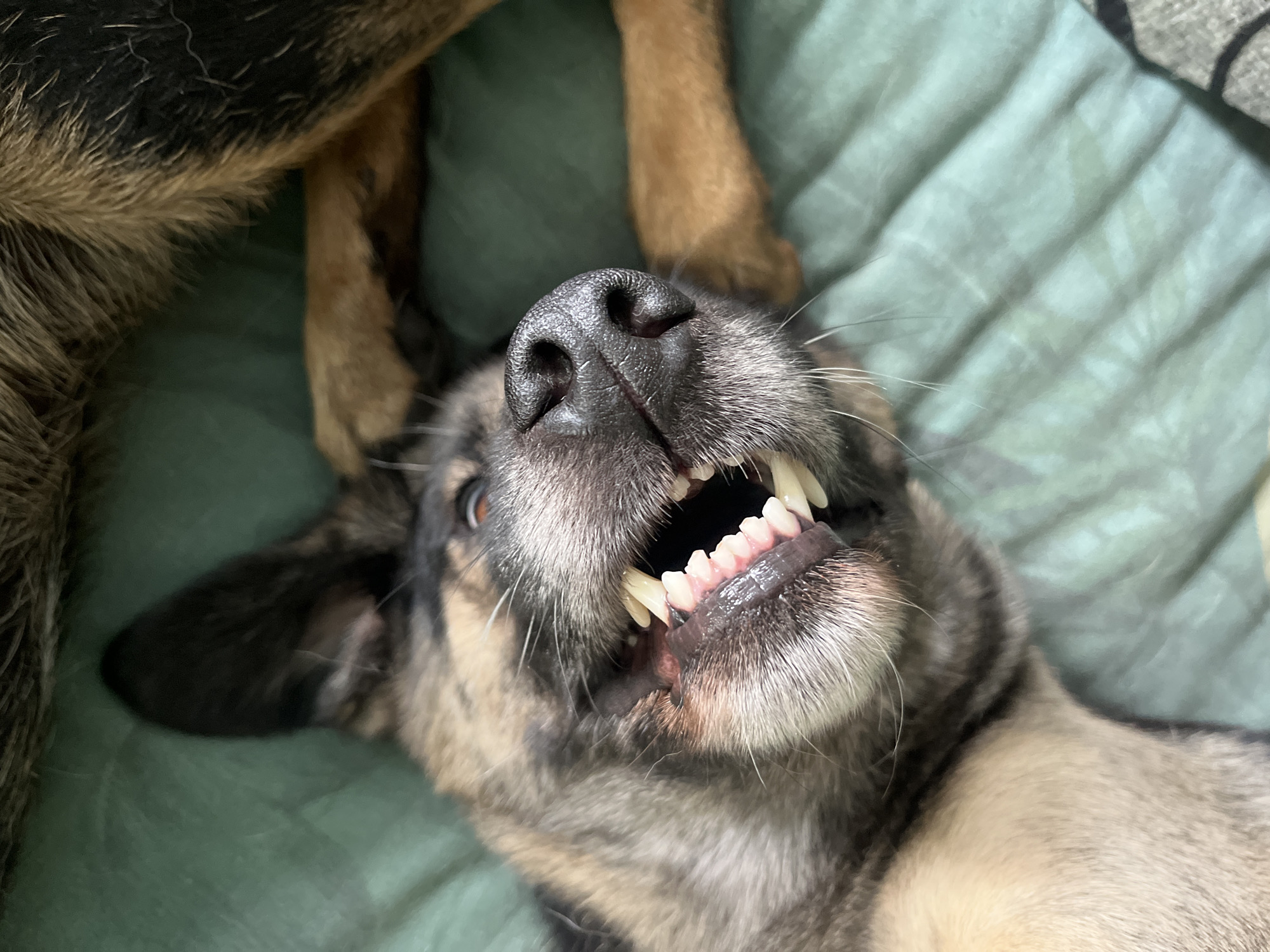 A close-up, overhead shot captures a German Shepherd dog lying on its back on a teal-colored quilted surface. The dog's mouth is open in a wide grin, revealing sharp white teeth and pink gums. Its head is tilted upwards and to the left, with its ears perked and its eyes looking upwards. One of the dog's front paws is resting on its chest, and another paw is visible in the upper right corner of the image. The dog's fur is a mix of brown, black, and tan. The background consists of the teal quilted surface, which has a subtle ribbed texture. The lighting is soft and natural, creating a gentle illumination of the scene. There is no indication of the dog's location in the city of Nizhny Tagil, Russia.