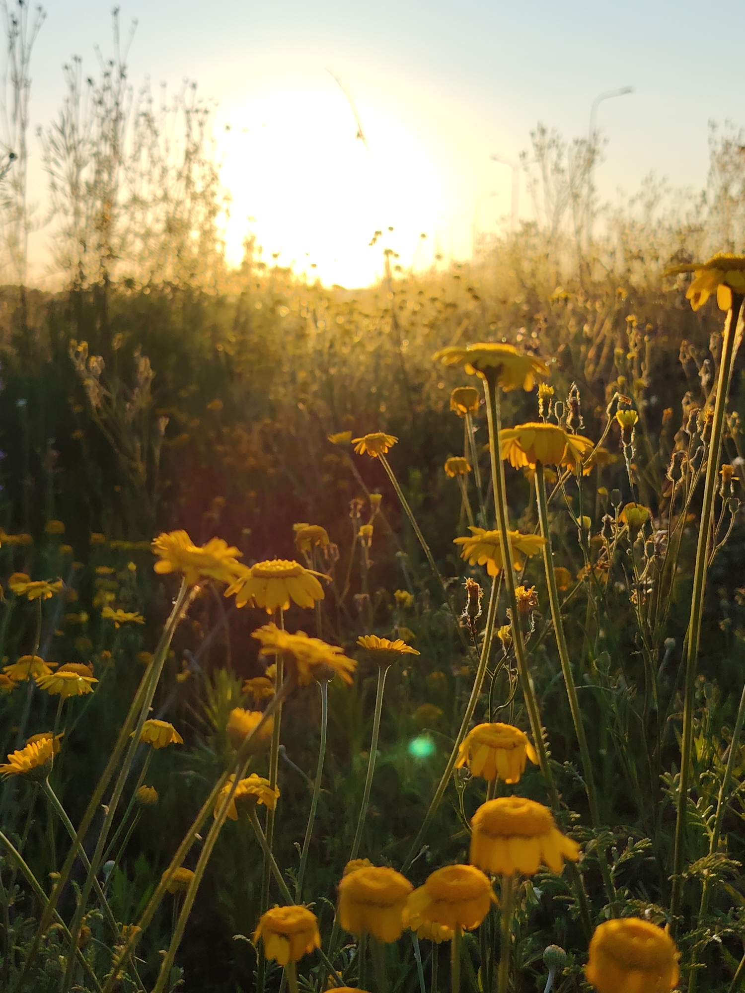 The image depicts a field of yellow wildflowers at sunset. The sun is low on the horizon, casting a warm glow over the scene. The wildflowers are in various stages of bloom, with some in full flower and others in bud. The stalks of the flowers are thin and delicate, and the petals are a vibrant yellow. In the background, there are tall, thin plants, suggesting a natural landscape. The sky is a pale blue with hints of orange and pink from the setting sun. There are no people or animals visible in the image. The overall impression is one of natural beauty and tranquility. The image is likely taken in a rural or semi-rural area.