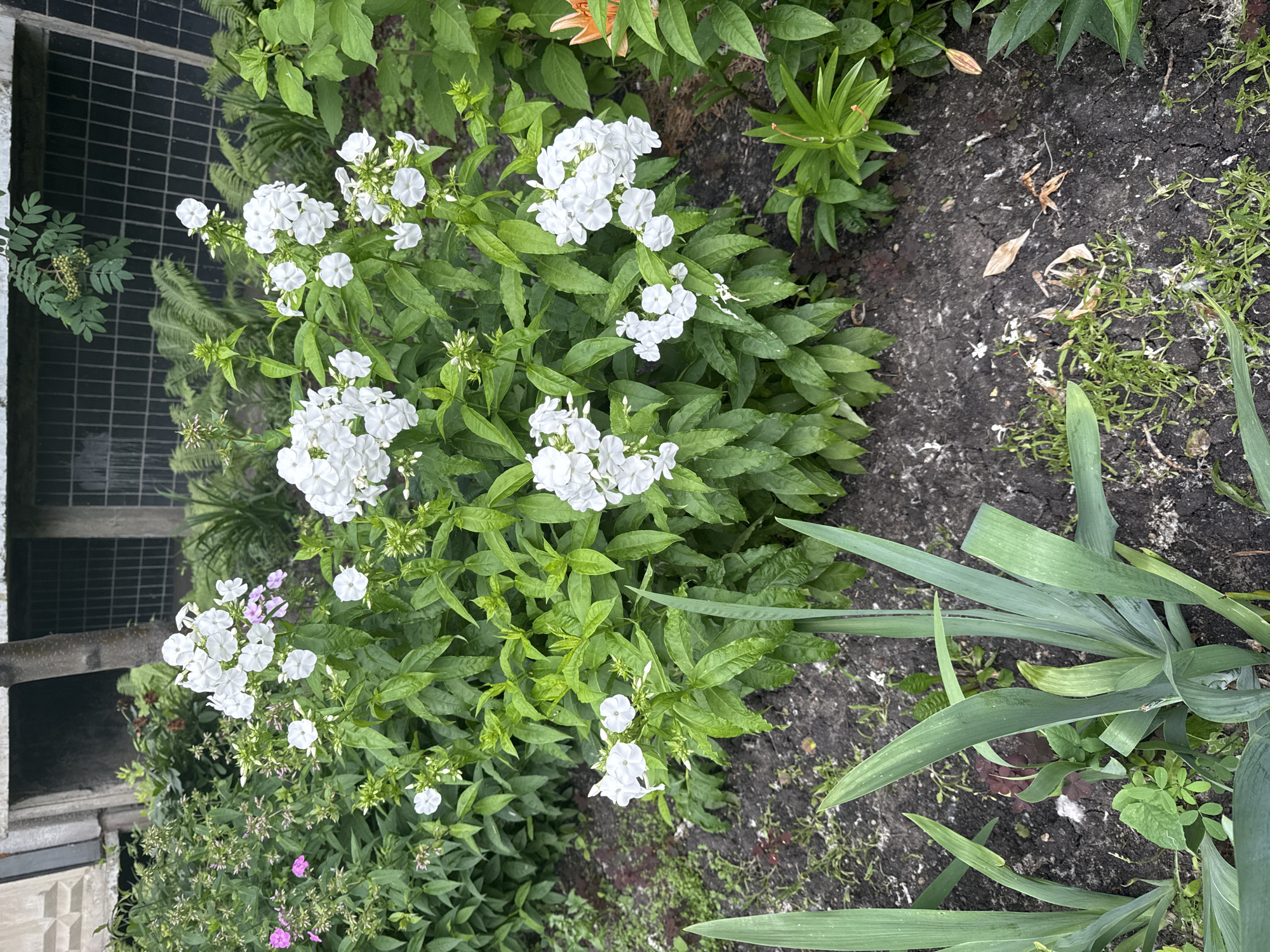 This media file is a vertically oriented, high-angle, close-up shot of a flowerbed in a garden. The primary subjects are clusters of white phlox flowers with green foliage. There are also hints of pink flowers and some lilies in the background, suggesting a blooming garden in late spring or summer. The ground is dark soil with some scattered dry leaves and small green weeds. To the left, there is a glimpse of a grey, brick-like structure and what appears to be a metal grate, possibly part of a building or a garden feature. Long, green leaves of what may be irises are visible in the lower right portion of the frame.
The scene appears to be outdoors, likely in a residential garden. The lighting suggests it is daytime, and the overall ambiance is serene and natural. There are no people or animals visible. The image does not contain any visible text. Given the provided location context of Chelyabinsk, Russia, this scene depicts a typical garden setting during the warmer months in that region. The flowers are in full bloom, indicating a healthy and vibrant garden.