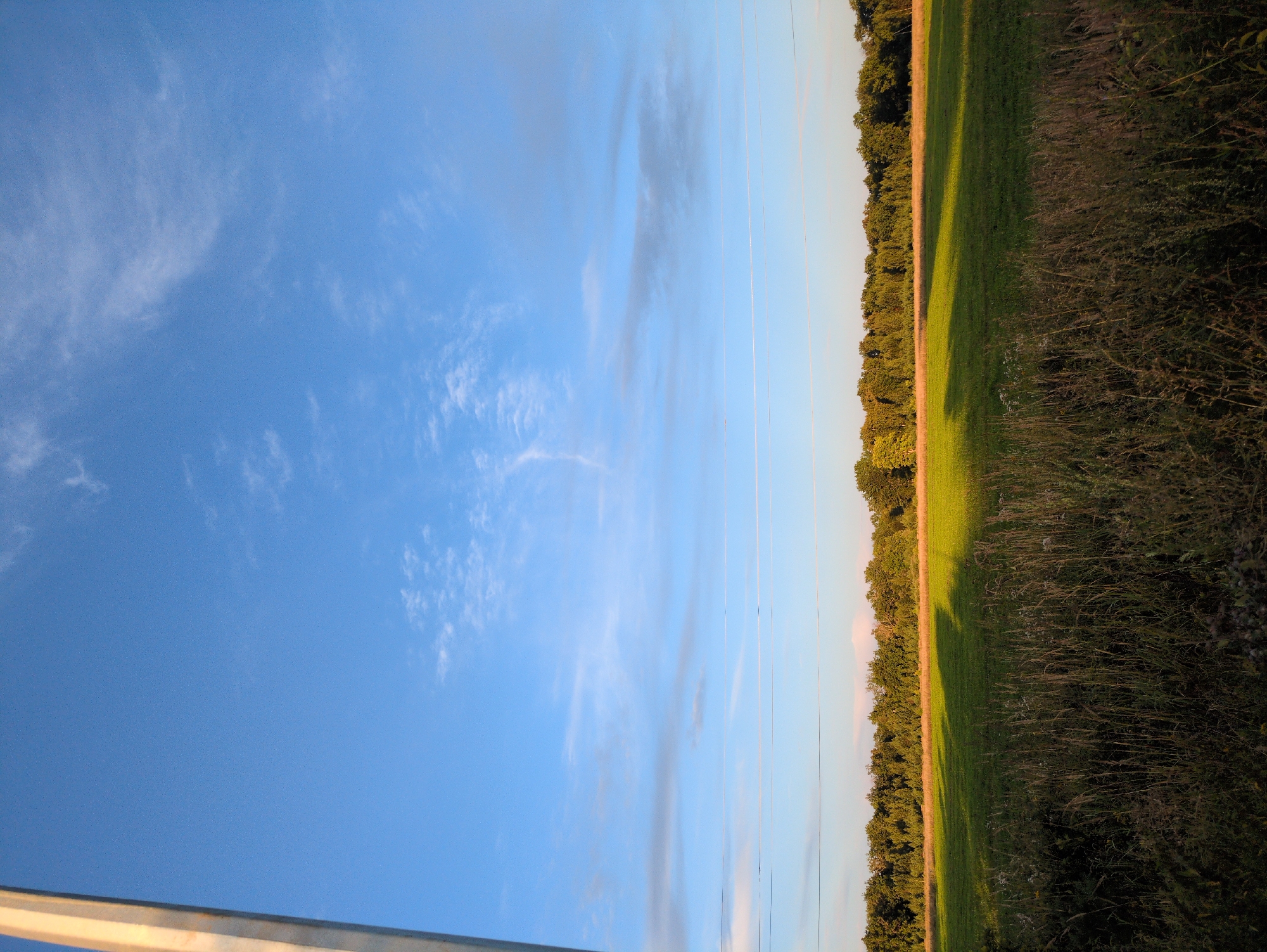 The image depicts a natural landscape scene with a vast expanse of sky and a field. The sky is a clear blue, with a few wispy white clouds scattered across it. There are also thin, horizontal lines that could be contrails from aircraft. In the lower half of the image, a green field stretches towards a dense line of trees. The trees appear to be a mix of deciduous and coniferous varieties, forming a natural border. The field is lit by the golden light of what appears to be late afternoon or early morning sun, casting long shadows across the grass. The foreground is filled with tall, dry grasses and wildflowers. A portion of a light-colored, vertical structure, possibly a pole or pillar, is visible on the far left edge of the frame, extending from the bottom to the top. The scene appears to be set in a rural or semi-rural area, likely on the outskirts of посёлок Молочной фермы, Russia, given the context of the location. There are no people or animals visible in the image.