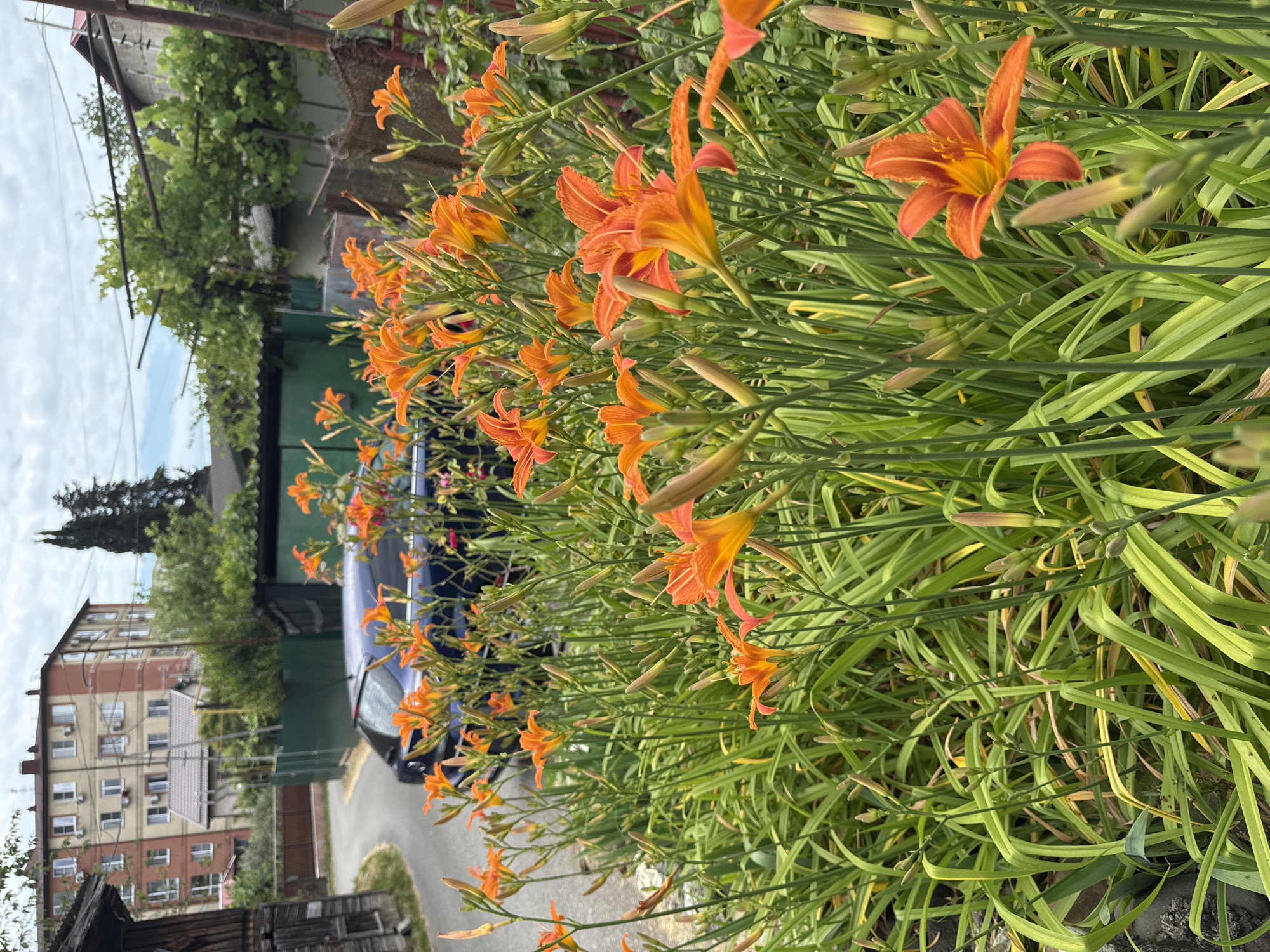 This image depicts a residential street scene in Sochi, Russia, likely during the daytime under overcast skies. In the foreground, a dense bed of vibrant orange daylilies is in full bloom, with many buds also visible. The flowers are the primary focus, dominating the lower half of the frame. Behind the flowers, a dark blue car is parked on a paved road that curves away to the left. Adjacent to the road is a weathered wooden structure on the far left, and a dark green fence lines the property on the right. Further back, a multi-story apartment building with a cream and salmon-colored facade stands prominently. Trees and other greenery are scattered throughout the background, and the overall impression is one of a lush, urban setting with a focus on natural elements like the abundant flowers.