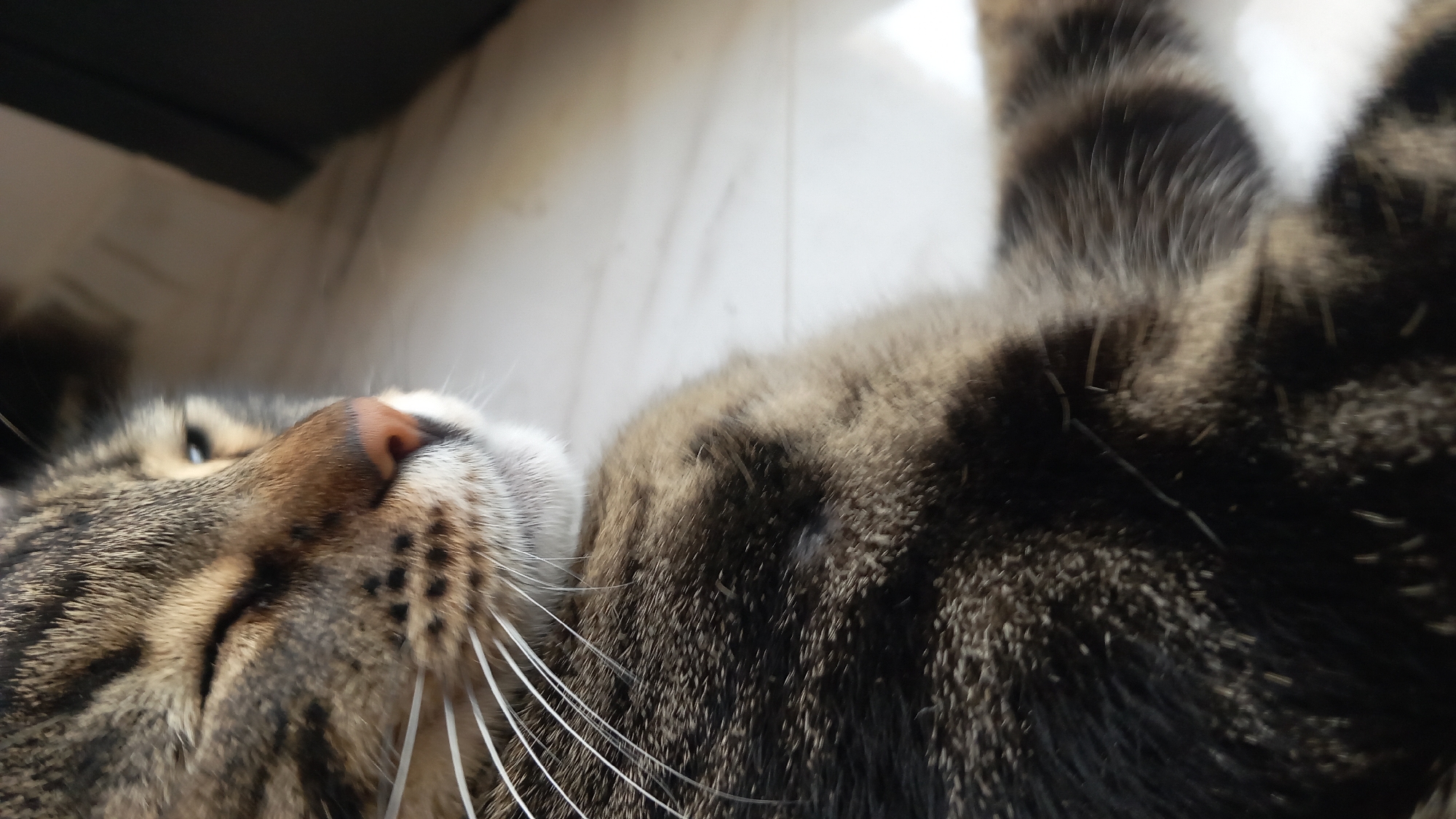 A close-up, slightly blurry, vertical shot focuses on the left side of a tabby cat's face and torso, with its eyes partially closed, as if napping or squinting in the sun. The cat's fur is a mix of brown, black, and tan stripes. Its whiskers are prominent and white. The background is a light-colored, textured surface, possibly a floor or a blanket, with a darker, out-of-focus area to the right. The lighting suggests natural light, casting a shadow across the cat's body. The image does not depict any specific urban environment or identifiable landmarks within Άγιος Νεκτάριος, Greece.