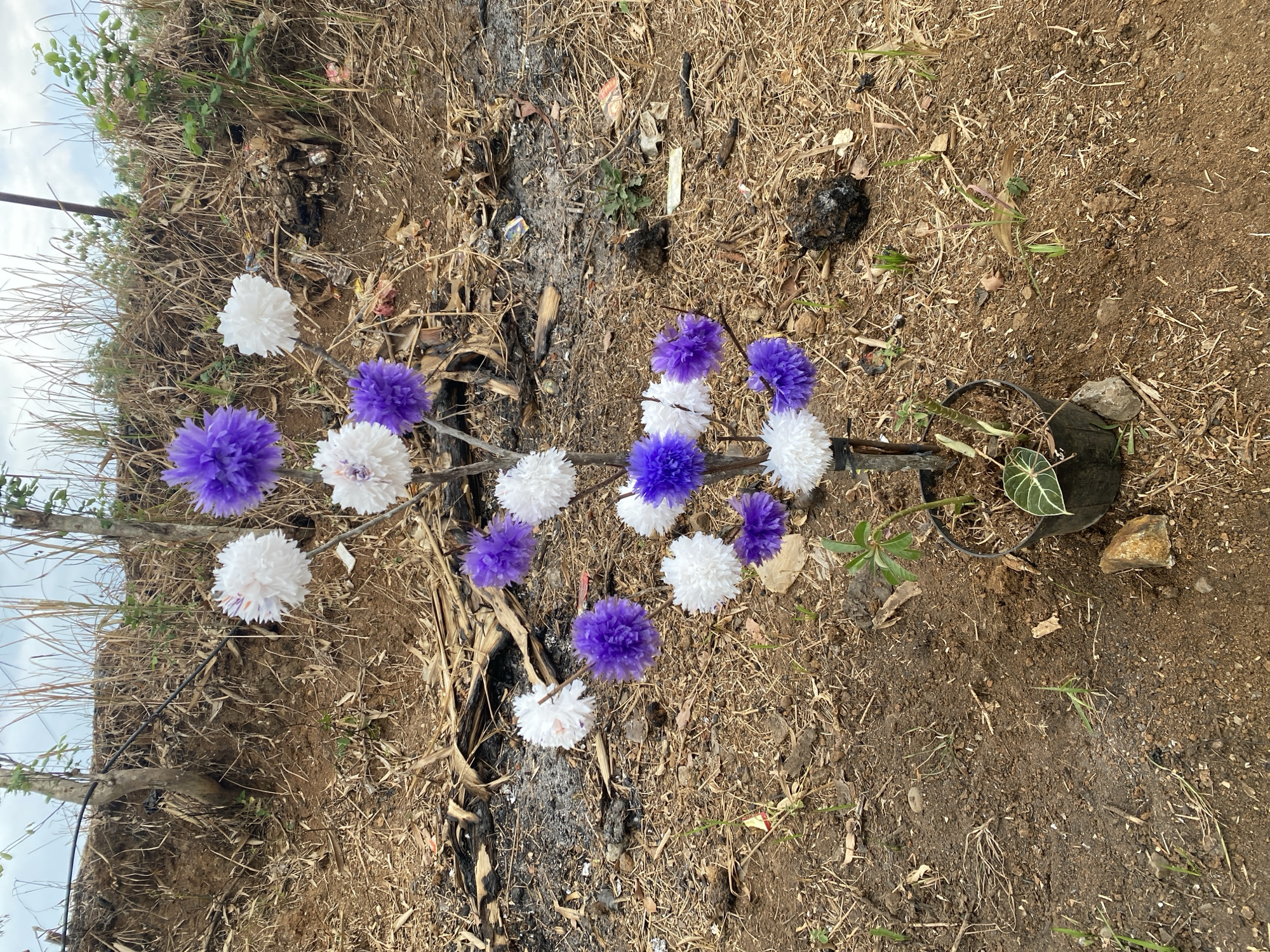 A black plastic pot containing a small plant with dark green, variegated leaves sits on dry, brown soil. The pot is positioned in the foreground, slightly to the right of the center. Growing from the soil next to the pot is a thin, upright branch, adorned with several fluffy, pom-pom-like decorations in alternating shades of white and purple. These decorations are clustered at various heights along the branch, resembling stylized flowers or fruit. The background consists of a dry, parched landscape with sparse, dry vegetation, including tall brown grasses and what appears to be remnants of burnt material scattered across the ground. The terrain slopes upwards behind the pot, revealing a barren hillside with more dry grass and some scattered debris. The sky above is overcast with a pale blue hue. The overall scene suggests an outdoor, possibly arid or recently burned, environment in Gumelar Kidul, Indonesia.