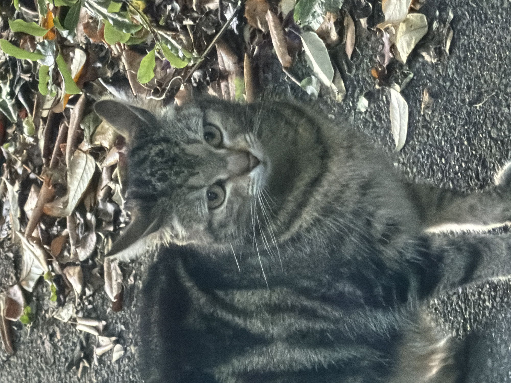 A domestic tabby cat, distinguished by its grey-brown fur with dark mackerel stripes, is standing on a dark, granular asphalt surface partially covered by dry brown leaves and sparse green vegetation. The cat is positioned in the lower-left to central portion of the frame, with its body angled slightly left and its head turned to face the viewer directly. Its eyes are focused slightly downward, and prominent white vibrissae extend from its muzzle. Both pinnae are erect. The ground transitions from a coarse asphalt texture in the foreground to a dense accumulation of deciduous leaf litter and minor green plant growth in the midground and background. The scene is illuminated by diffuse ambient light. This documentation originates from Maidstone, United Kingdom.
