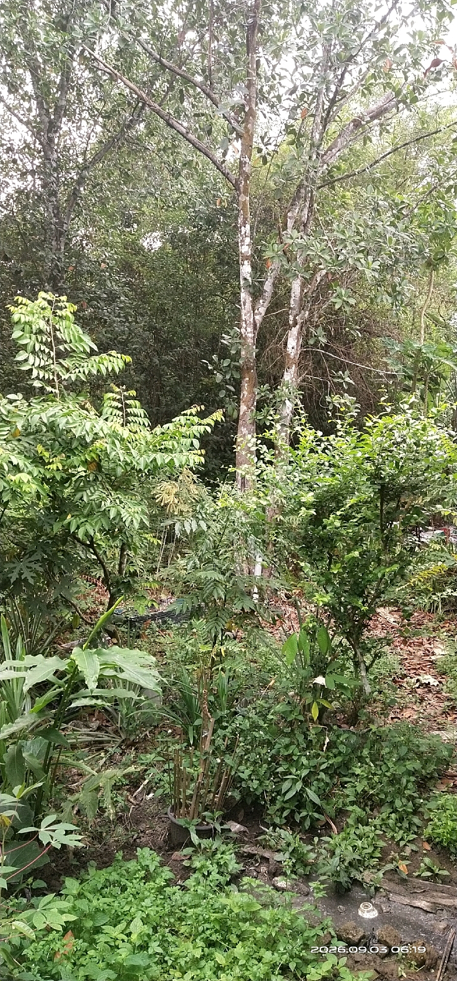 The image depicts an overgrown, lush garden area, likely a backyard or undeveloped plot. The vegetation is dense and varied, with several species of trees and shrubs dominating the scene. In the foreground, a variety of smaller plants and ground cover create a thick carpet. Two prominent trees with light-colored, mottled bark stand out in the mid-ground, their branches reaching upwards and outwards, partially obscured by the dense foliage. The background is a wall of green, indicating further vegetation and possibly a forest or dense tree line. The ground appears to be uneven and covered with soil, fallen leaves, and some debris, suggesting a natural, unkempt environment. A black plastic pot containing thin, upright stalks is visible in the lower center, adding a man-made element to the otherwise natural setting. The lighting is diffused, suggesting an overcast day or a shaded area. The timestamp at the bottom right corner indicates the image was captured on September 3, 2026, at 06:19. The location is identified as Matabu, Indonesia.