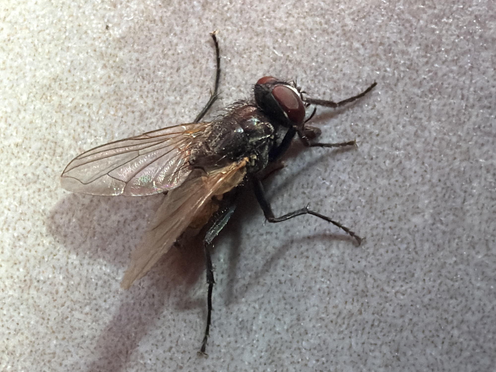 The image shows a deceased fly on a textured, light-colored surface, possibly a tile or countertop. The fly is dark brown to black with iridescent wings and large, red compound eyes. Its legs are splayed out. A shadow of the fly is cast on the surface to its left. The background is a uniform, speckled texture. There are no people or any other discernible objects or actions in the image. The scene is devoid of any specific geographical indicators, and therefore cannot be definitively located in Orenburg, Russia or any other specific location.