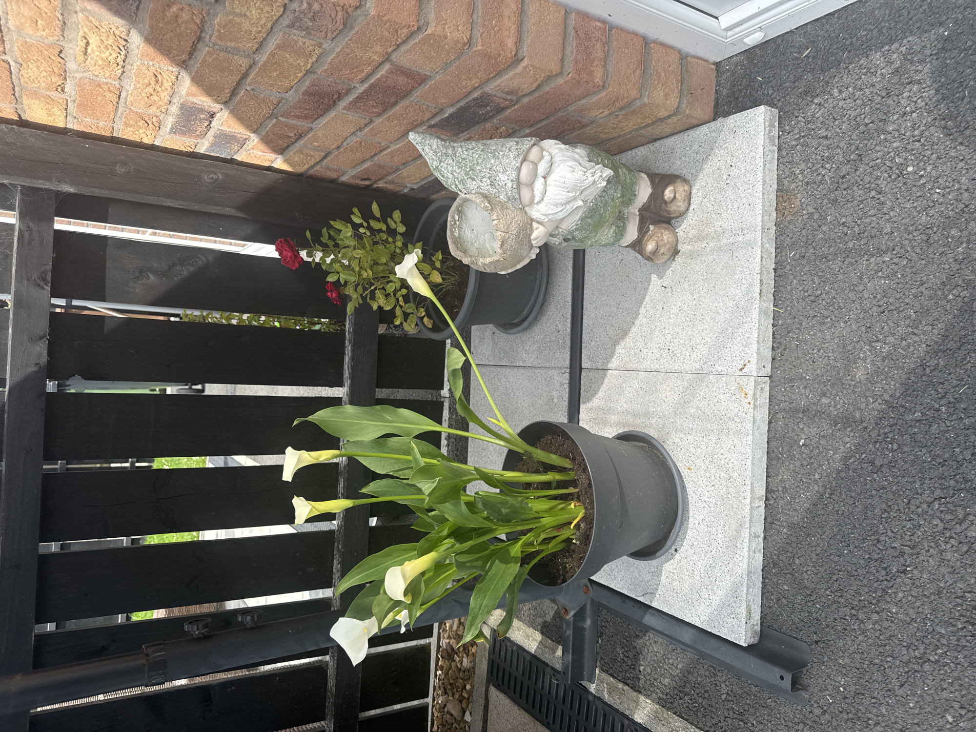 A medium shot captures a garden scene in Craigavon, United Kingdom, on a sunny day. The foreground features a gray asphalt surface with a dark gray metal edging strip. A light gray paving slab is placed on top of the asphalt, serving as a base for two potted plants and a garden gnome.
The left potted plant contains several white calla lilies with lush green leaves, growing in a dark gray pot with a saucer. To the right of the lilies, and slightly behind them, is another dark gray pot containing a red rose bush with green leaves and two red rose blooms.
Standing on the paving slab to the right of the plants is a garden gnome. It is made of weathered material, with a green pointed hat speckled with white, a white beard, a green tunic with a textured pattern, and brown boots. The gnome is holding a light-colored, textured pot with its hands.
Behind the plants and gnome is a dark wooden fence with vertical planks. Through the gaps in the fence, glimpses of a green grassy area and a rattan furniture set are visible. To the right of the fence, a brick wall of reddish-brown bricks is illuminated by sunlight, casting distinct shadows. A white door frame is visible at the far right edge of the image. The overall scene suggests an outdoor domestic setting.