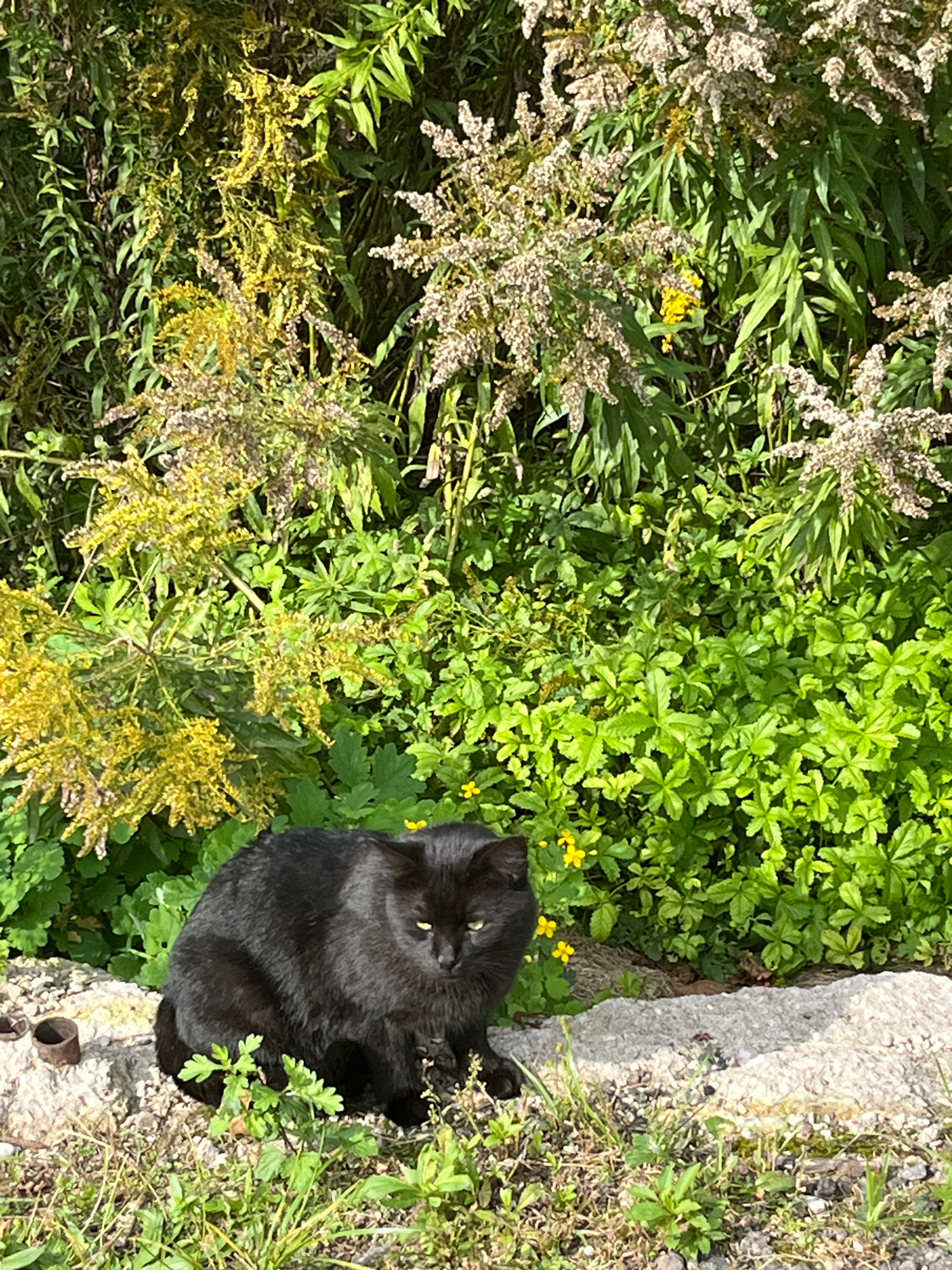 A black cat with green eyes sits on a rocky surface in front of lush green foliage. The foliage includes tall, thin plants with yellow and white flowers, and shorter, broader green leaves with small yellow flowers. The cat is looking directly at the camera, with its tail curled around its body. The ground in front of the cat is covered with dry grass and small green plants. A small metal object, possibly a pipe fitting, is visible to the left of the cat on the rocky surface. The scene appears to be outdoors, in a natural setting, possibly a garden or park.