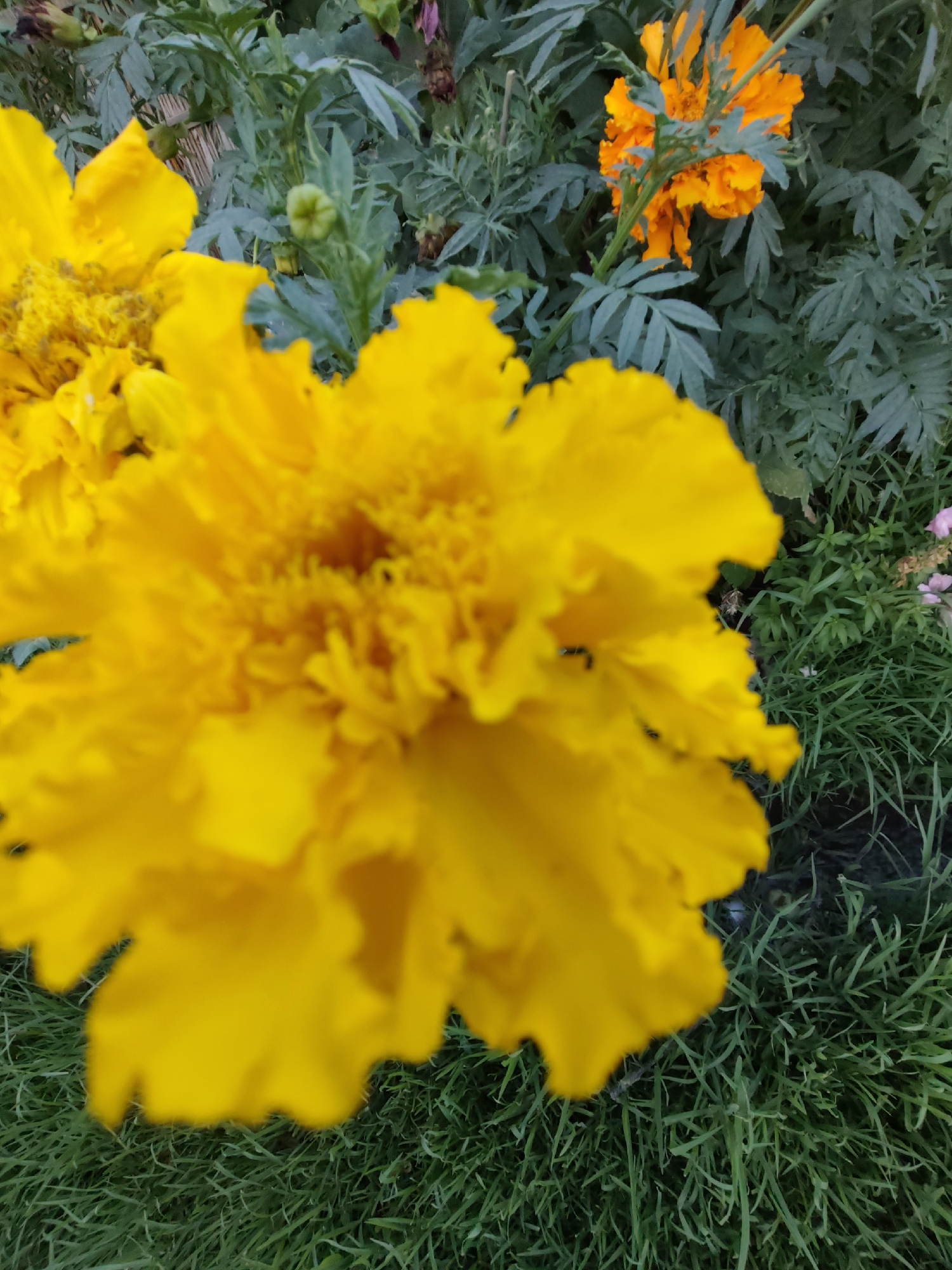 In Samsarek, Uzbekistan, an ant is seen on the petals of a bright yellow marigold flower. The flower is in sharp focus in the foreground, with its ruffled petals filling the frame. Behind it, out of focus, are more marigold flowers, including an orange one, and green foliage. The background consists of green grass.