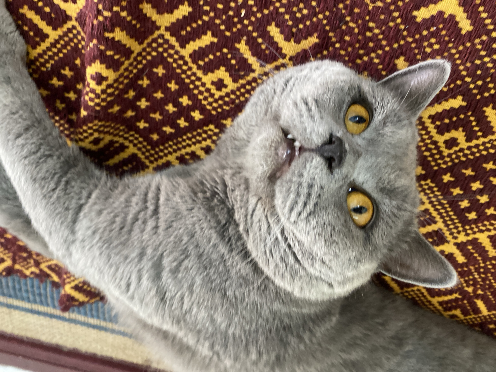 A British Shorthair cat with grey fur and yellow eyes is lying on a patterned rug. The cat is upside down, with its head facing the viewer. The rug has a repeating geometric pattern in red and yellow. The background is out of focus, but appears to be a striped rug or mat. The image was taken indoors.