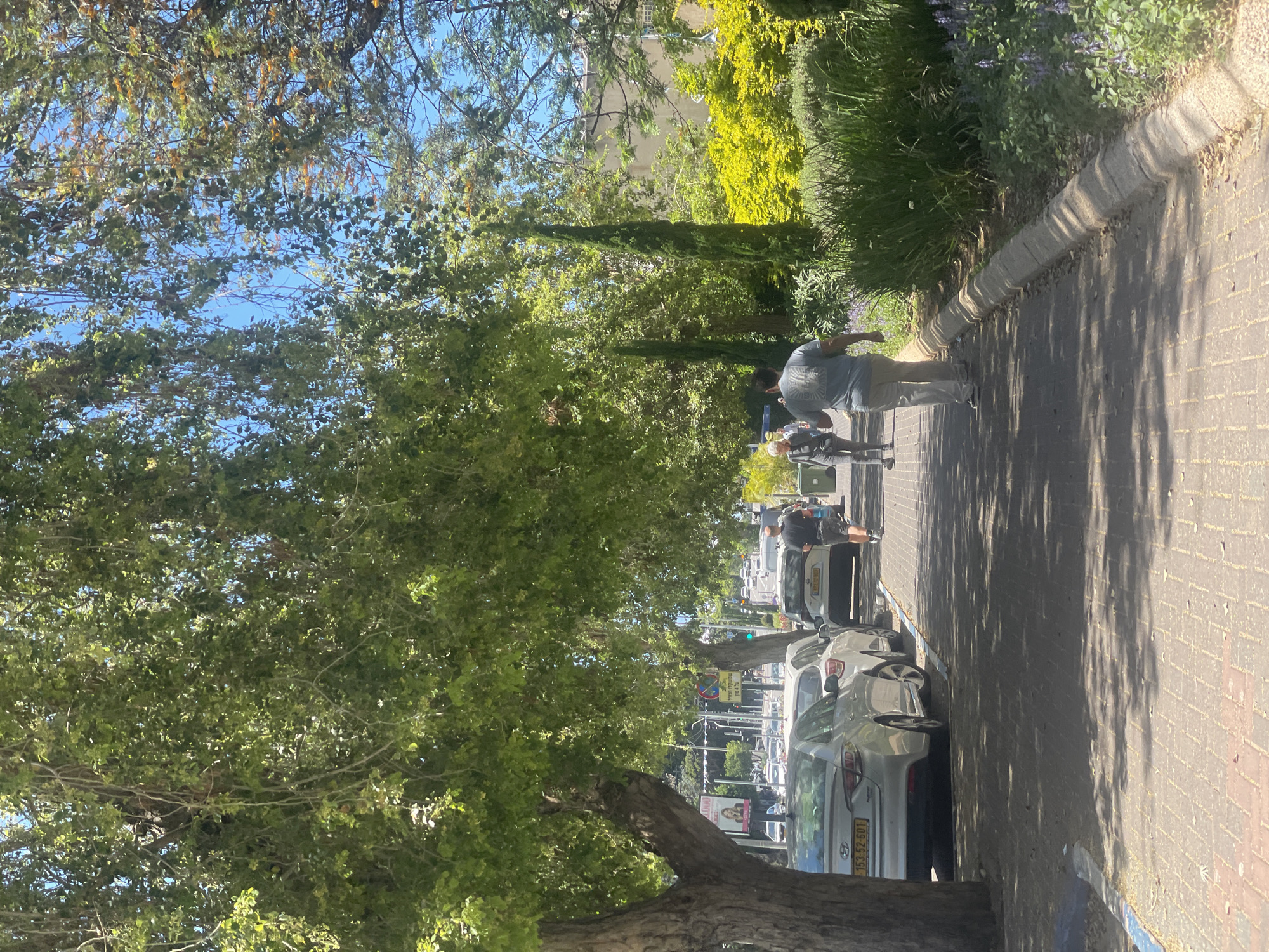 This image captures a vibrant street scene in Raanana, Israel, on a sunny day. The perspective is from beneath a canopy of lush green trees, looking down a street lined with parked cars and a pedestrian sidewalk.
In the foreground, a large tree trunk is visible on the right, extending upwards to form a dense canopy that covers a significant portion of the frame. Sunlight filters through the leaves, creating dappled shadows on the brick-paved sidewalk. A man in a light grey t-shirt and khaki pants walks away from the viewer on the sidewalk, his back to the camera. Further down the sidewalk, another person is partially visible.
To the left of the sidewalk, several cars are parked bumper-to-bumper. The closest car, a silver sedan, bears an Israeli license plate "153-52-601." Other cars, including a white vehicle, are visible further along the street. Beyond the parked cars, the road stretches into the distance, with more vehicles and distant buildings visible. A green trash bin is also seen in the background near the cars.
The opposite side of the sidewalk features a neatly maintained garden strip with various green and yellow shrubs, including some with delicate purple flowers, possibly lavender. Taller, slender trees, possibly cypresses, punctuate this greenery. A circular traffic sign with a red border and blue background, featuring Hebrew text indicating a restriction, is partially visible through the foliage. The bright blue sky is intermittently visible through the dense tree cover.
The scene suggests a typical daytime environment, likely mid-morning or late afternoon, given the length and angle of the shadows. The clear sky and abundant foliage indicate pleasant weather. The Israeli license plate and Hebrew text confirm the specified location context.