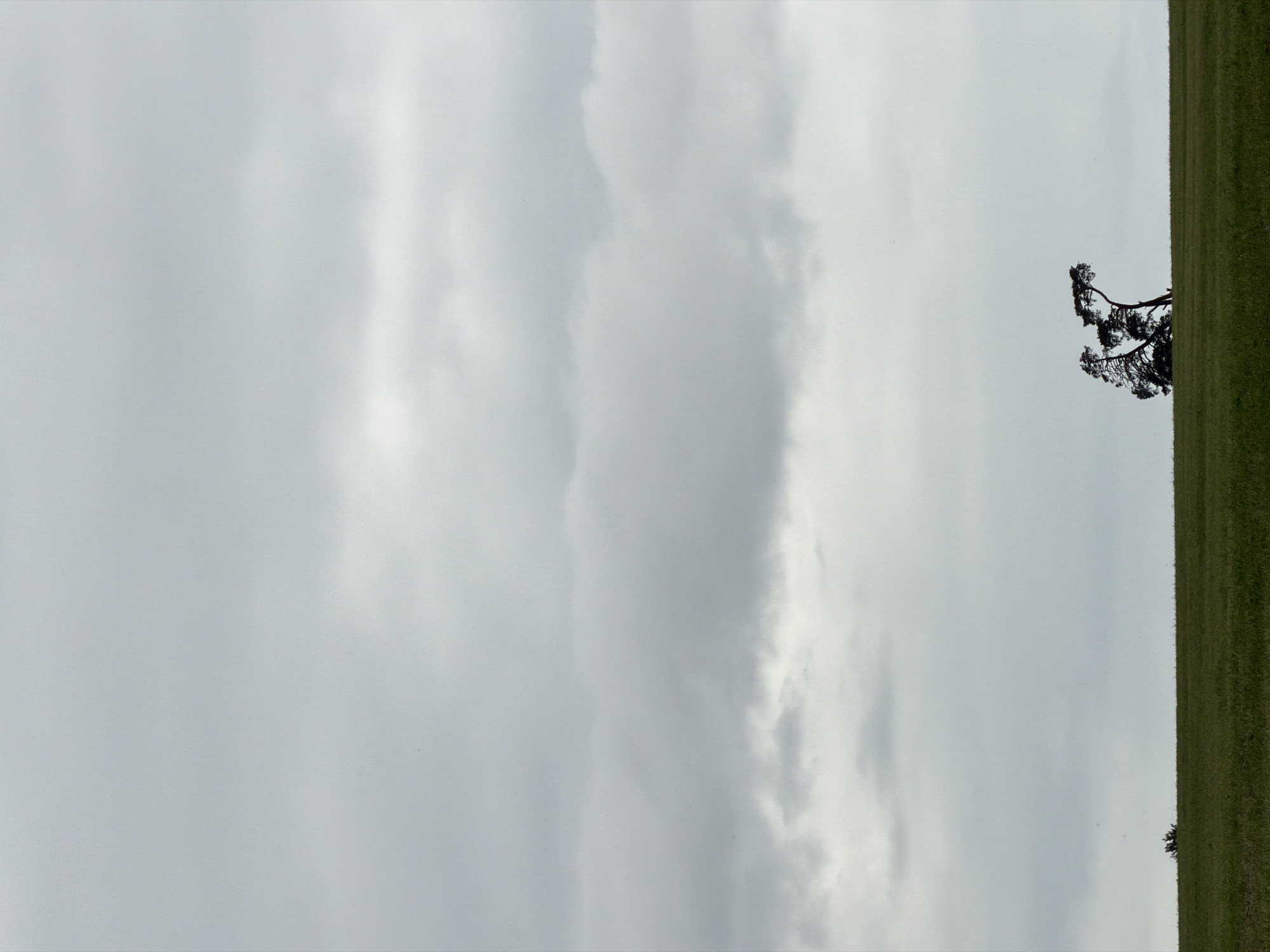 The image displays an expansive, minimalist landscape under an overcast sky. The sky, comprising the upper two-thirds of the frame, is uniformly light grey with soft, indistinct cloud formations. A sharp, horizontal line separates the sky from the flat, green field that occupies the lower third. On the right side of this horizon, two dark, silhouetted trees with windswept or gnarled forms are prominent, their dense canopies contrasting sharply with the pale sky. A smaller, dark bush or clump of vegetation is discernible on the far left along the horizon. The ground is a continuous expanse of short, green grass. No people, animals, or man-made structures are visible. The scene is devoid of overt action or interaction, presenting a tranquil and isolated rural environment. The specific location within the city of Kechur, Russia, is not ascertainable from the visual data provided in this image.