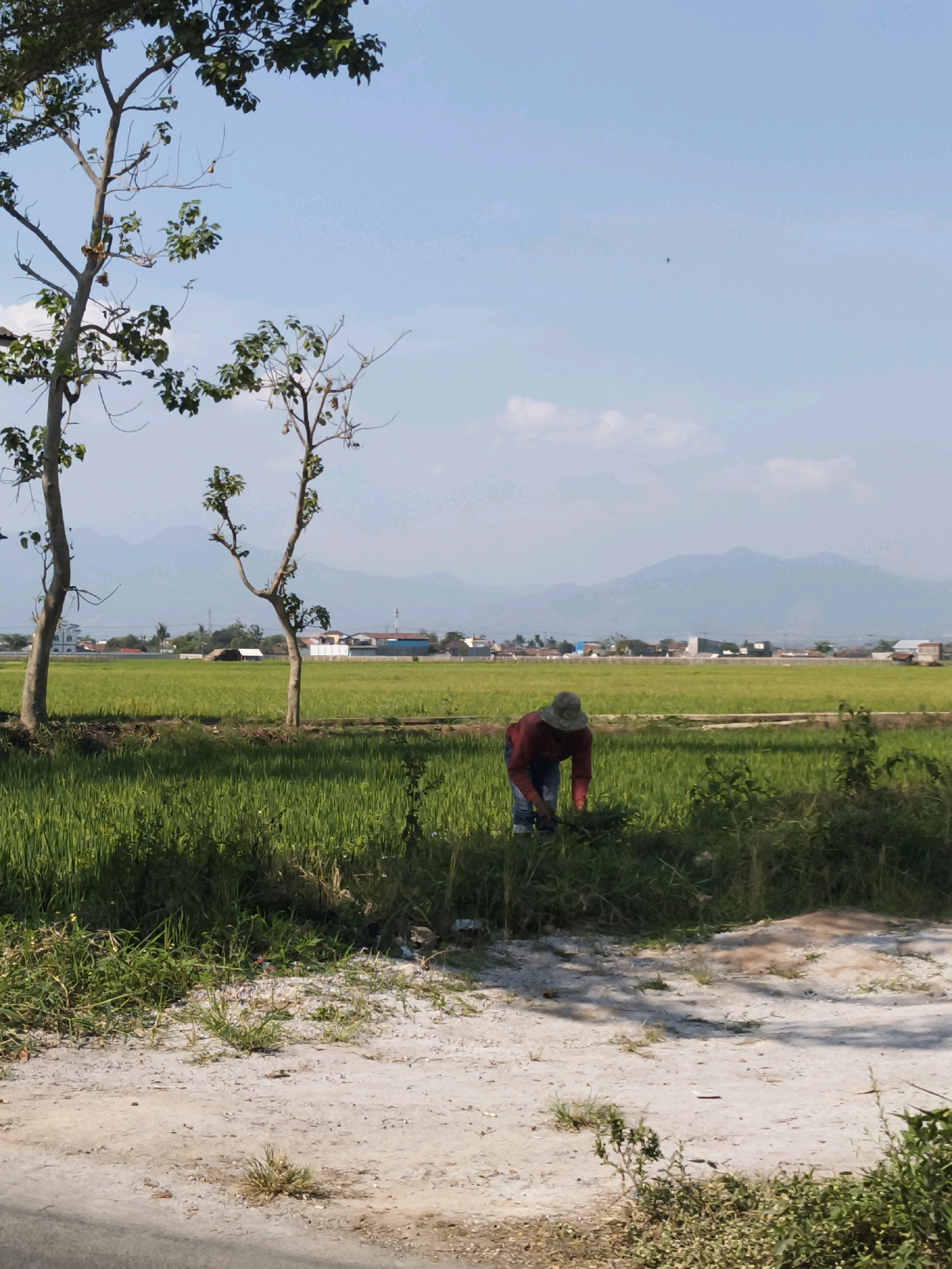 The image captures a rural scene in Majasetra, Indonesia, featuring a person working in a lush green rice field. The individual, wearing a straw hat and a red shirt, is bent over, appearing to be tending to the crops. The field stretches out towards a backdrop of distant mountains and a hazy sky with scattered clouds. Two trees with sparse foliage stand in the foreground, framing the expansive field. A dirt path with scattered pebbles and vegetation runs across the lower part of the image. The overall atmosphere is tranquil and indicative of agricultural activity under a bright, sunny day.