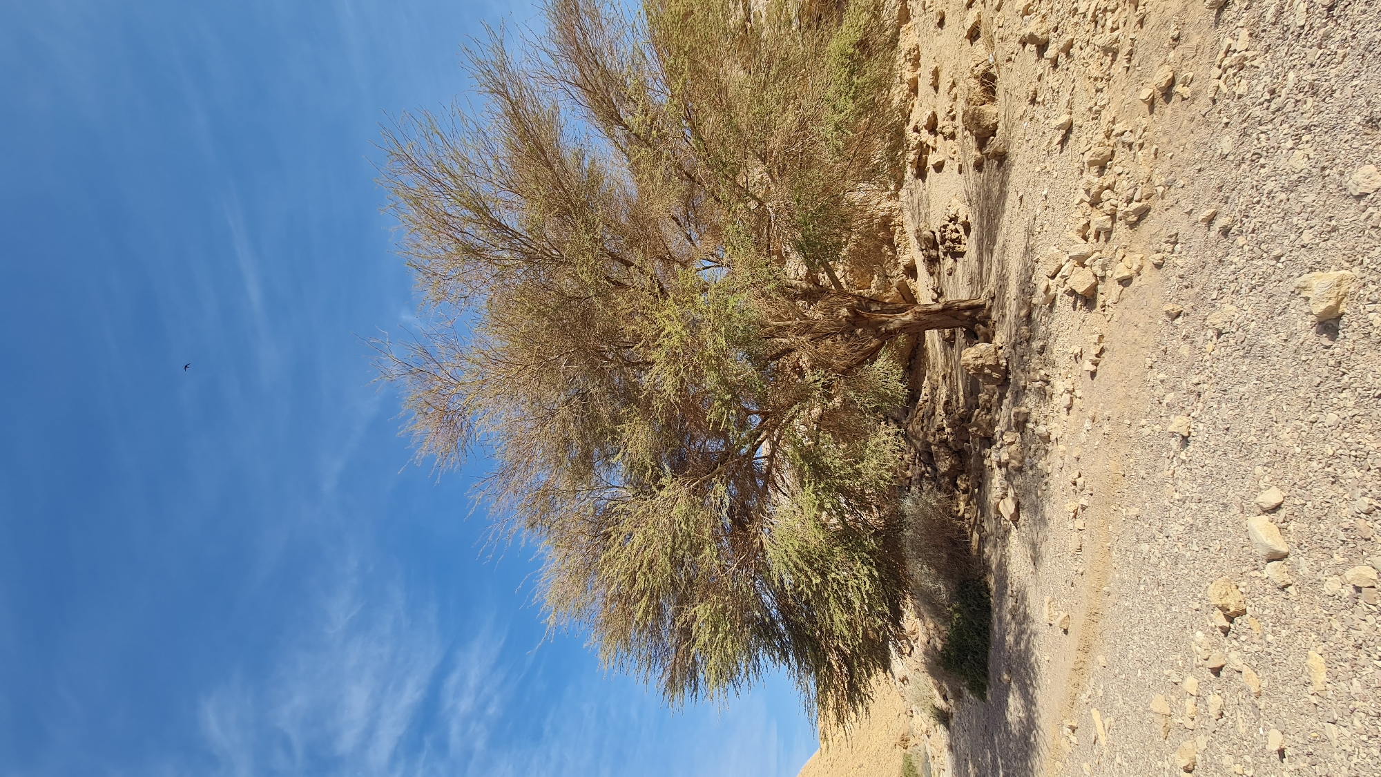 A sunlit, horizontally-oriented image shows a mature tree rooted on a rocky, sandy slope in the Hevel Eilot Regional Council, Israel. The tree has a thick, gnarled trunk and a broad canopy with a mixture of bare branches and sparse green foliage. The ground around the tree is covered with loose rocks, gravel, and sand. The sky above is a clear blue with wispy cirrus clouds. A small bird flies in the distance. The overall lighting is bright, indicating a daytime scene.