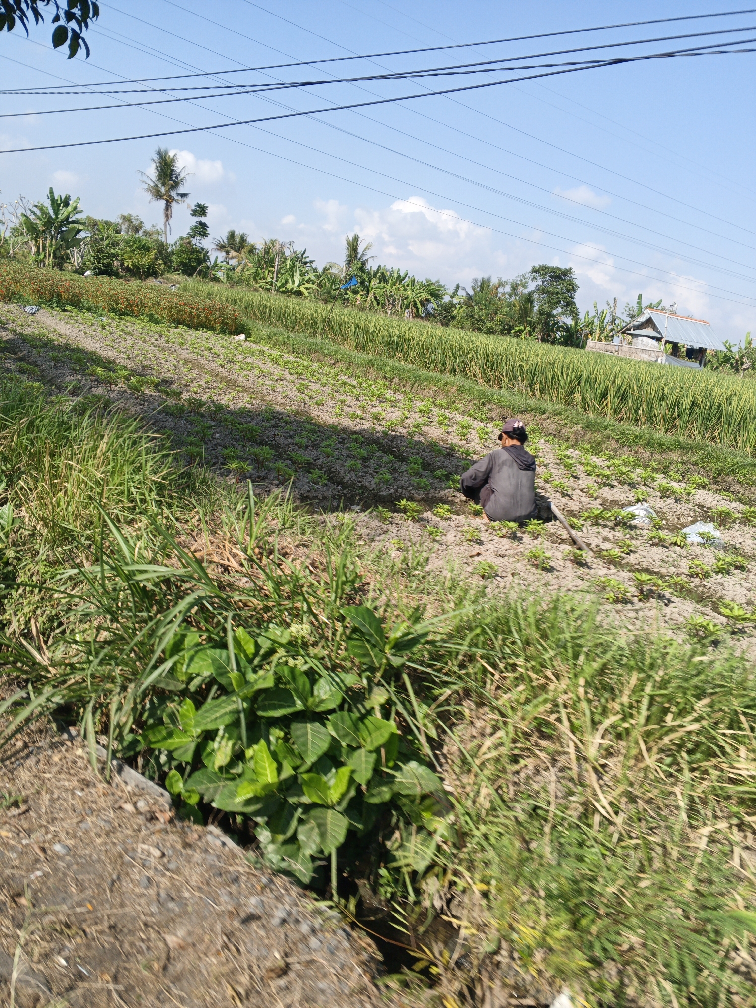 A wide-angle, eye-level shot captures a rural scene in Abiansemal, Indonesia, under a bright blue sky with scattered white clouds. The foreground is dominated by lush green vegetation and dry earth, bordering a cultivated field. In the middle ground, a person wearing a dark jacket and a cap is crouching in a field of young plants, appearing to be tending to the crops with a tool resembling a hoe. The field stretches uphill, with rows of small green plants growing in dark soil. Further back, a mature rice paddy extends across the landscape, with a small, rustic structure, likely a shed or shelter, visible on the right side of the paddy. Numerous power lines crisscross the sky above the agricultural fields. The overall impression is one of agricultural activity in a tropical environment.