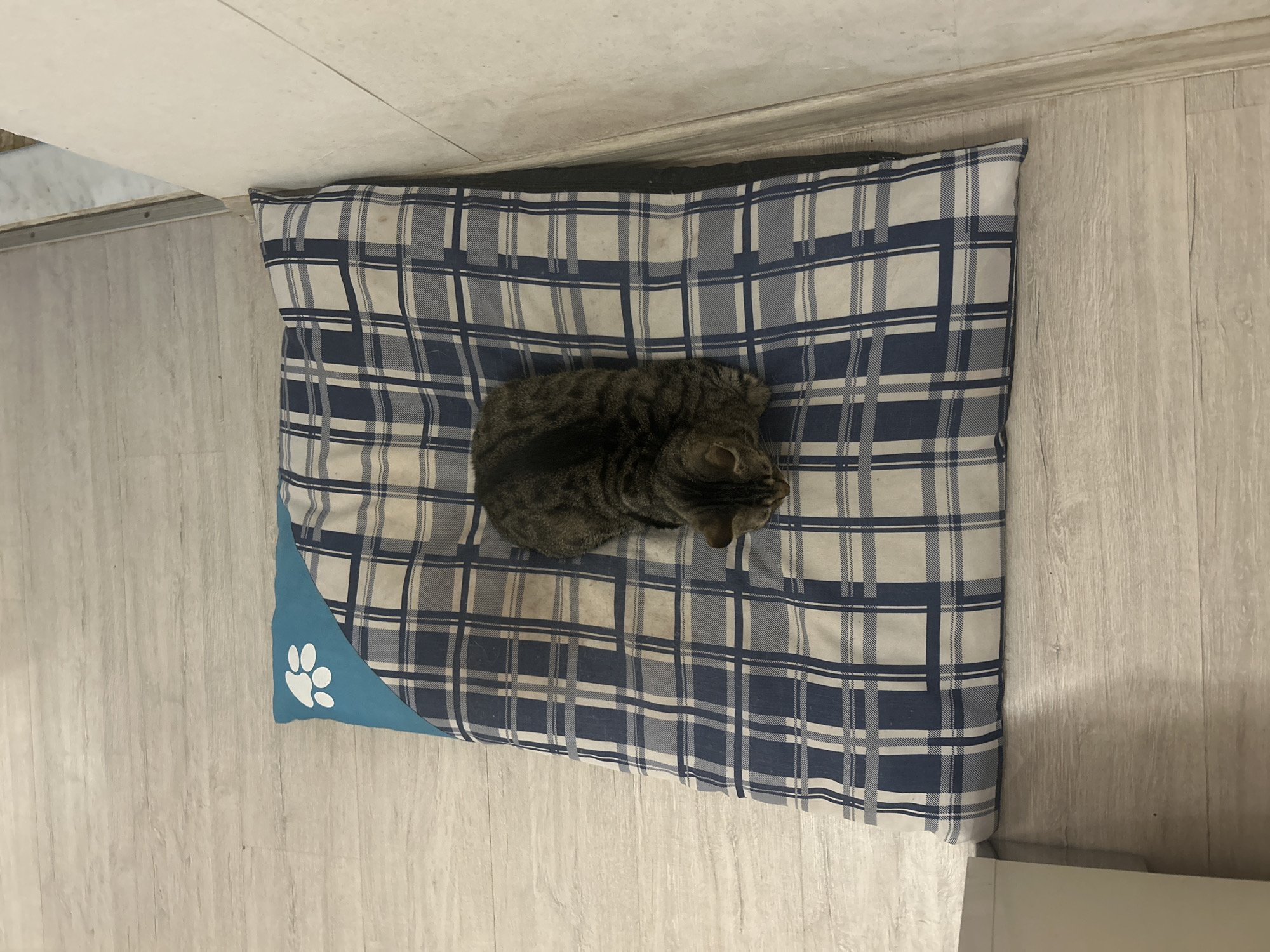 A gray tabby cat is curled up on a blue and white plaid pet bed with a blue corner featuring a white paw print. The bed rests on a light-colored, wood-look floor. The image is shot from an overhead perspective. The location is unknown and it is not possible to determine the city of Plovdiv, Bulgaria from the details in the image.