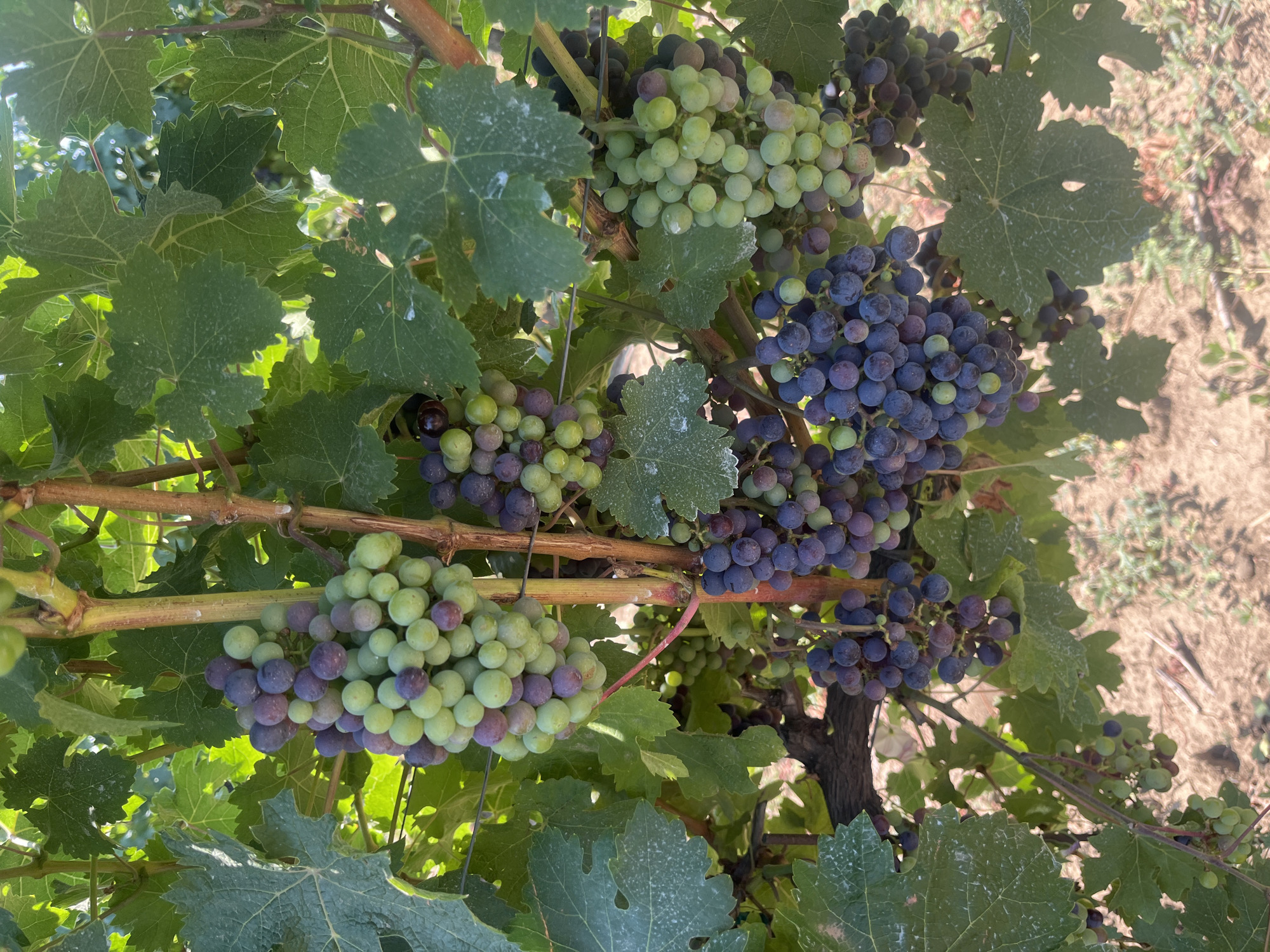 In Akhtanizovskaya, Russia, a close-up shot captures a cluster of ripening grapes hanging from a vine. The grapes exhibit a gradient of colors, from pale green to deep purple, indicating varying stages of maturity. Several bunches are visible, intertwined with lush green leaves, some of which show a dusting of white residue. The background is a blurred earthy ground with sparse vegetation, suggesting an outdoor vineyard setting. The lighting is bright, casting natural shadows and highlighting the texture of the grape skins and leaves. No people are present in the frame.