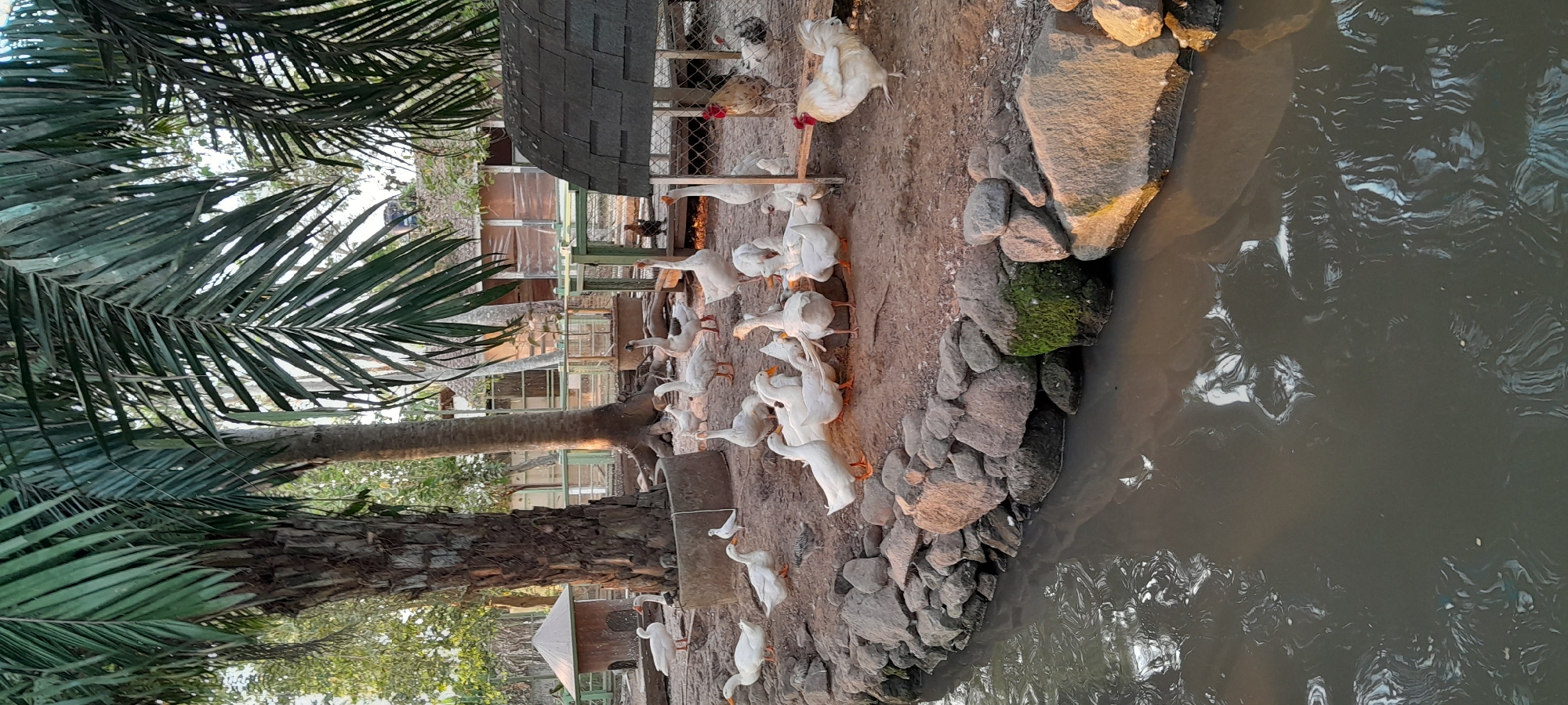 The image depicts a farmyard scene in Sleman, Indonesia, at dusk. A murky body of water is visible in the foreground, bordered by a rocky embankment. The bank is populated by a flock of white geese and several chickens. The birds are congregated on the dirt ground, some standing, others sitting. Behind the animals, a large palm tree with rough bark dominates the left side of the frame. Further back, wooden structures and fencing indicate a farm enclosure. The lighting suggests the sun is setting, casting a warm glow on the scene.