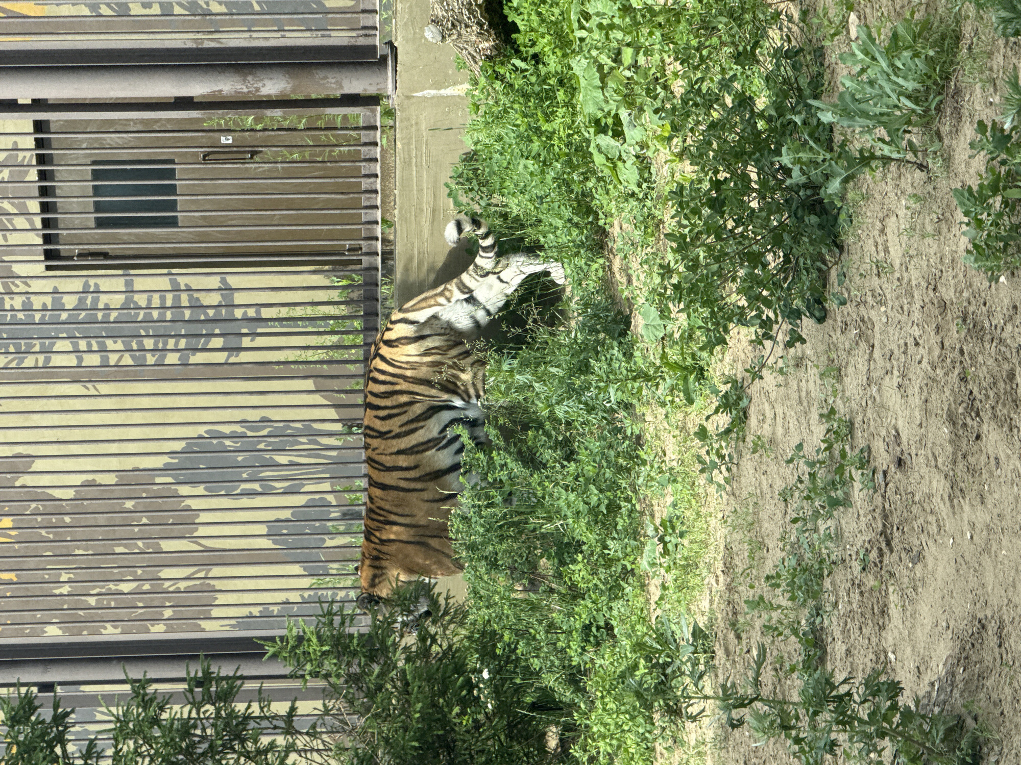 The image shows a tiger in an outdoor enclosure. The enclosure features a tall metal fence with a painted mural of trees on the wall behind it. A door is visible in the fence. The ground inside the enclosure is covered with sand and vegetation. The tiger is an adult, with orange fur and black stripes. It is walking through the grass, with its head lowered. The overall scene is likely from a zoo or wildlife park, given the presence of the enclosure and the tiger. The reference to the city of Perm, Russia, is not directly supported by visual evidence in the image itself.
