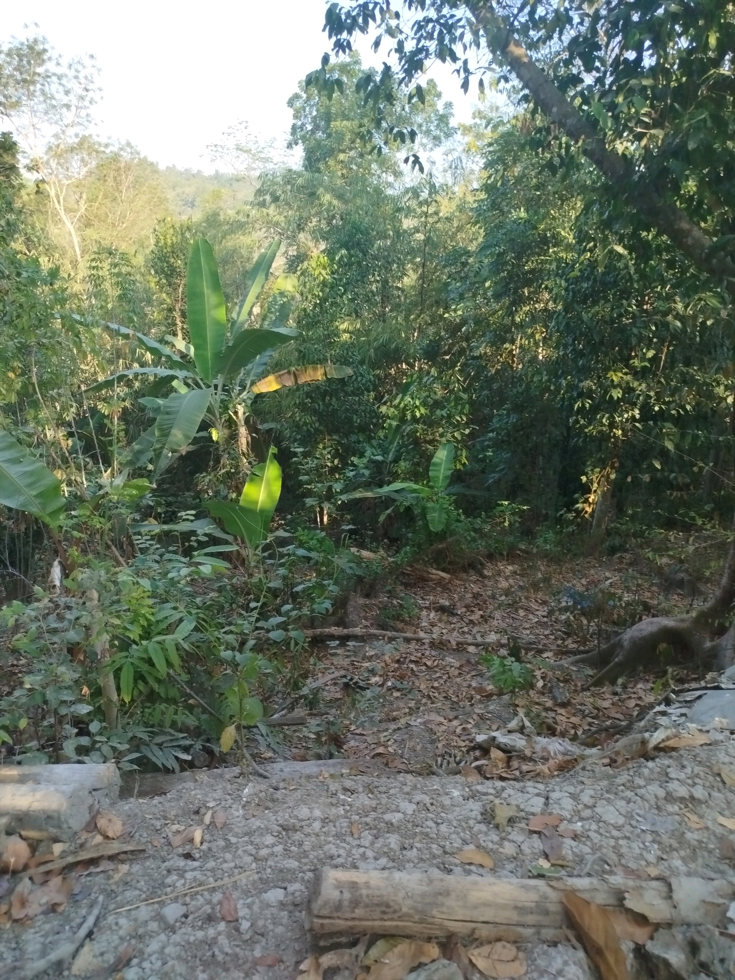 This image depicts a dense, verdant jungle environment. In the foreground, a rough, rocky path is visible, with scattered dried leaves and a fallen log. The path is bordered by concrete structures on the left. Behind the path, the jungle foliage is thick, with large banana leaves dominating the mid-ground. Various other green plants and trees populate the scene, with sunlight filtering through the canopy in places, creating dappled light. The background consists of more trees and a gently sloping hillside, suggesting a natural, undeveloped area, possibly on the outskirts of Widoro, Indonesia, given the vegetation and terrain. There are no people or animals visible in the frame.