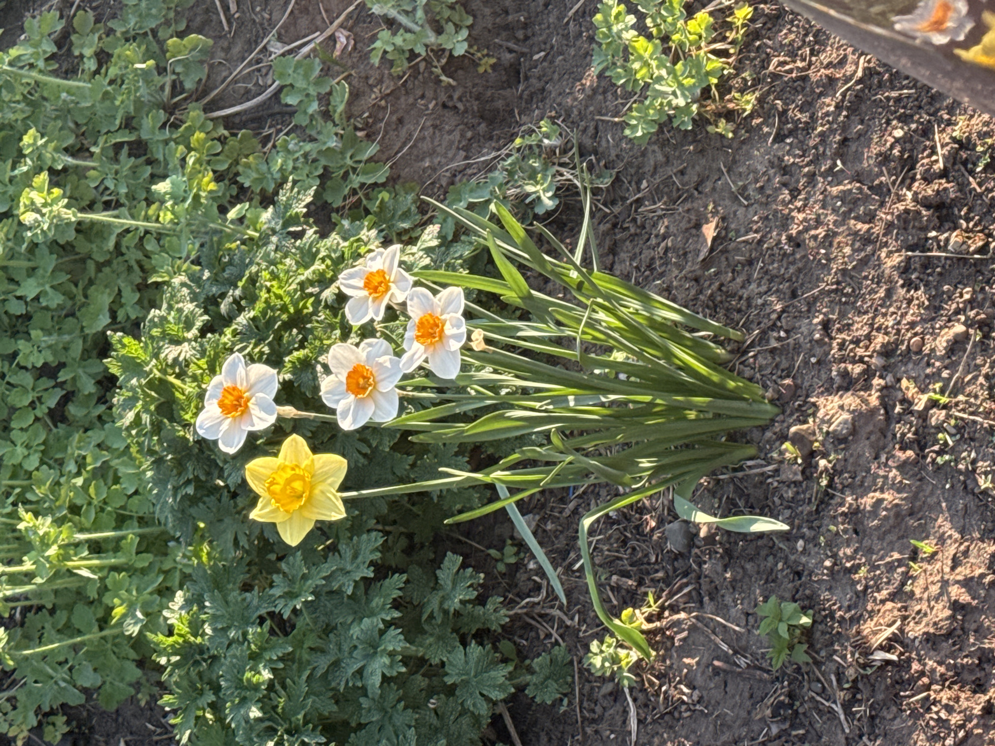 The image shows a patch of garden in what appears to be Chaikovsky, Russia. The garden consists of daffodils, some white with orange centers, and one yellow. They are surrounded by low-growing green foliage. The soil varies from dark and moist near the plants to drier, cracked dirt further away. The lighting suggests it is daytime. There are no people visible in the shot.