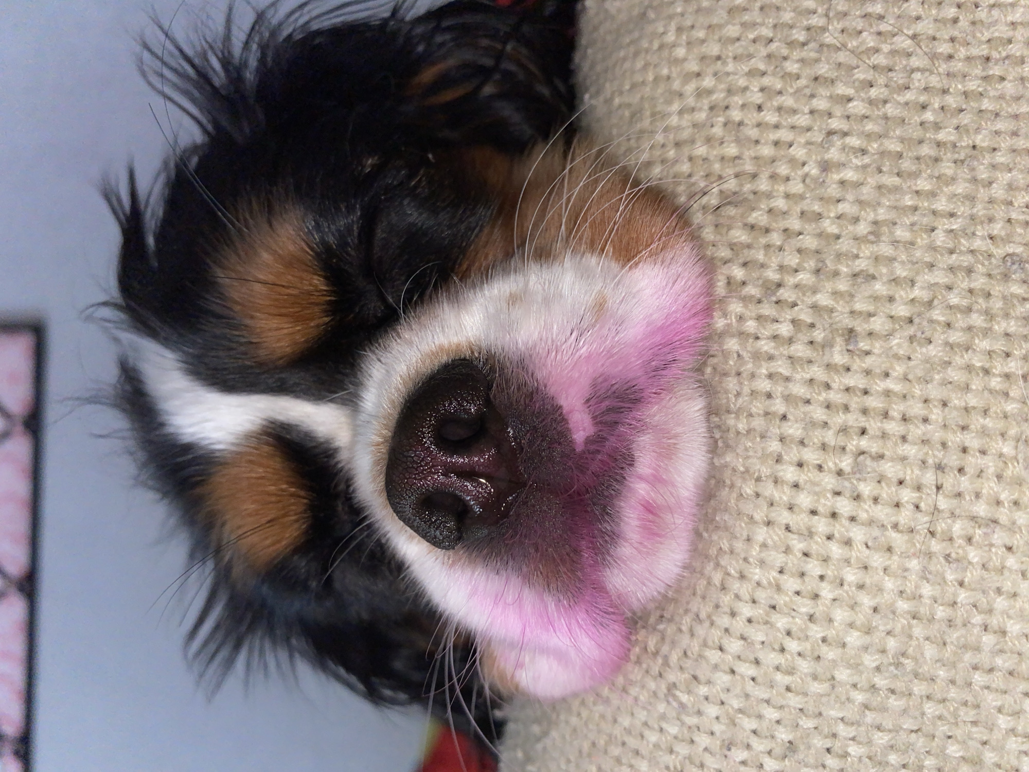 A close-up, angled shot depicts the sleeping face of a Cavalier King Charles Spaniel. The dog's face is pressed against a textured, beige fabric, possibly a blanket or upholstery. The dog has tri-color fur (black, white and brown) with a distinctive pink color around its nose and lip area. The dog's eyes are closed, and the black nose is slightly wet. The background is a mix of gray and other colors. There is no information to indicate the location as Votkinsk, Russia.