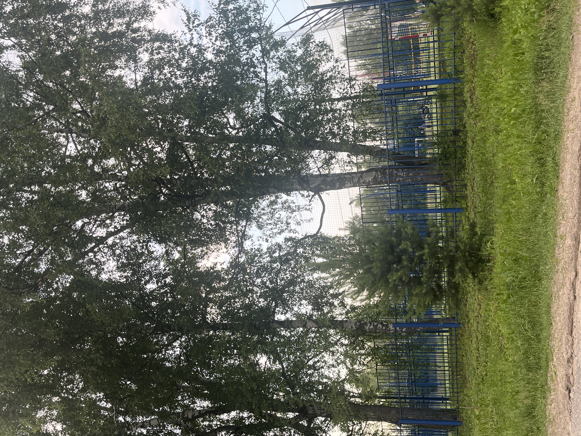 This image depicts an outdoor scene with several birch trees dominating the foreground, their foliage obscuring a cloudy sky. A blue metal fence runs horizontally across the middle ground, separating the trees from a sports field visible behind it. The field features a net and what appears to be a goalpost. A small evergreen tree stands to the right of the larger birch trees. The ground in the foreground is covered in green grass. The overall impression is of a park or recreational area within the city of Nikolskoye, Russia, likely a sports facility bordered by trees.