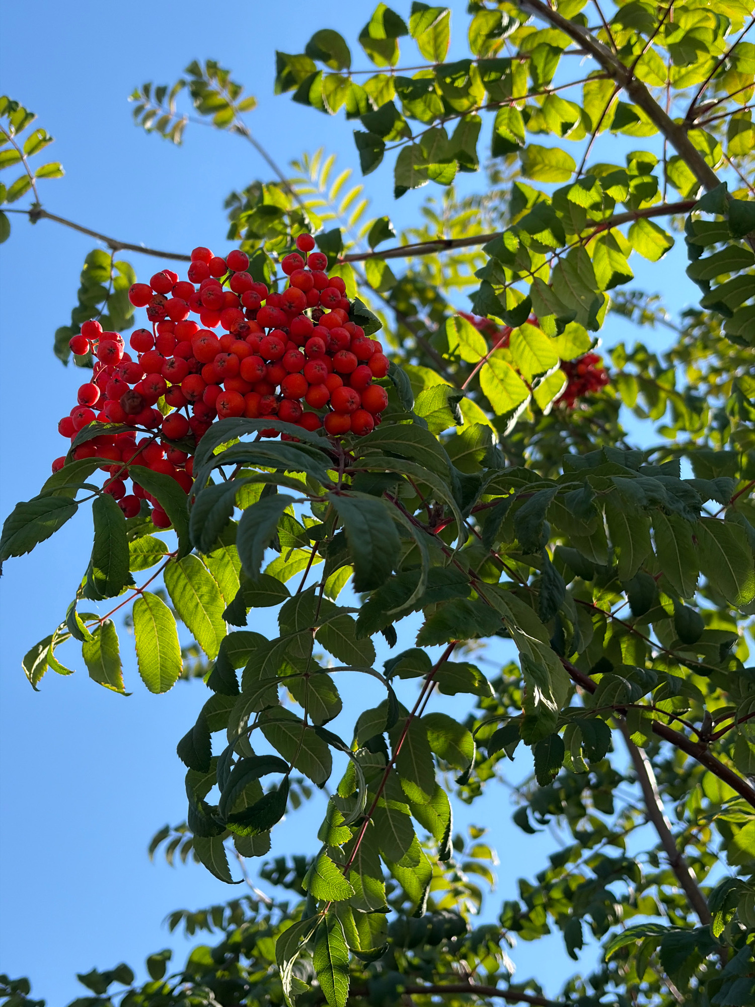 A close-up, low-angle shot captures a cluster of bright red berries hanging from a tree branch against a clear blue sky. The berries are small and round, clustered together in a dense bunch, with some individual berries visible. Lush green leaves, some in sharp focus and others blurred, surround the berries, creating a contrast of color and texture. Sunlight illuminates the scene, highlighting the vibrant red of the berries and the translucence of the leaves. The image appears to be taken outdoors in natural light, possibly in a park or garden setting. The location in Angarsk, Russia is not visually evident from the provided image.