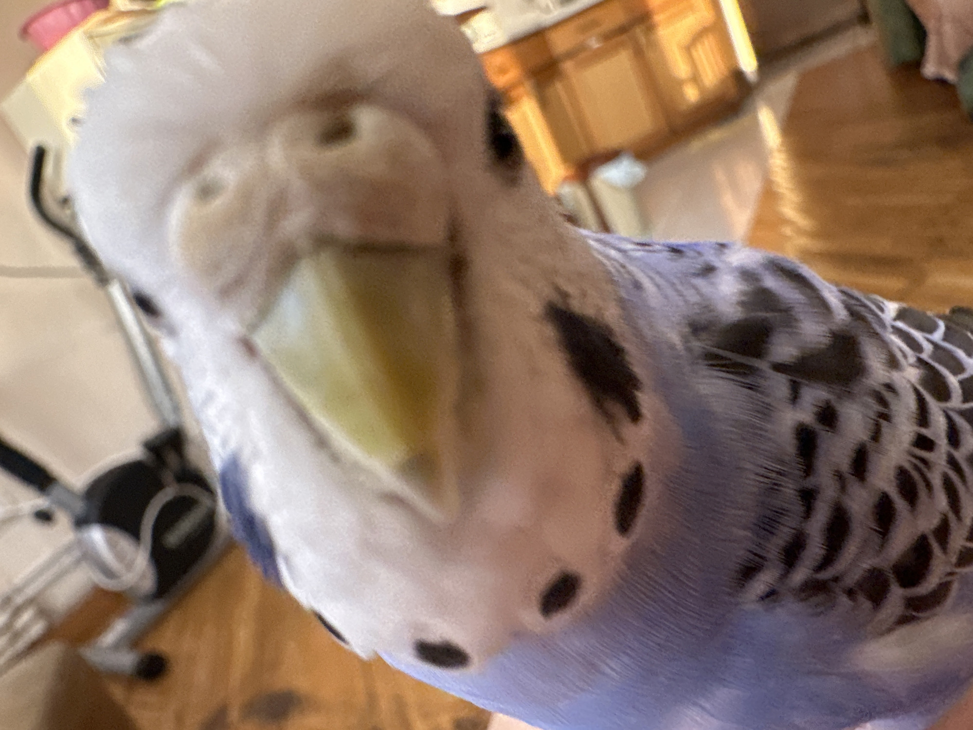An extreme close-up, head-on shot shows a budgerigar with pale blue and white plumage. The bird's head is tilted forward, and its bright yellow beak is prominent. Its eyes are visible as dark spots, and the characteristic black spots and wavy markings are present on its head and neck. The background is blurred and appears to be an indoor setting with wooden flooring and cabinetry, suggesting it is likely inside a home. To the left of the bird, a black and silver exercise bike is partially visible. The lighting suggests an ambient indoor environment with some artificial light.