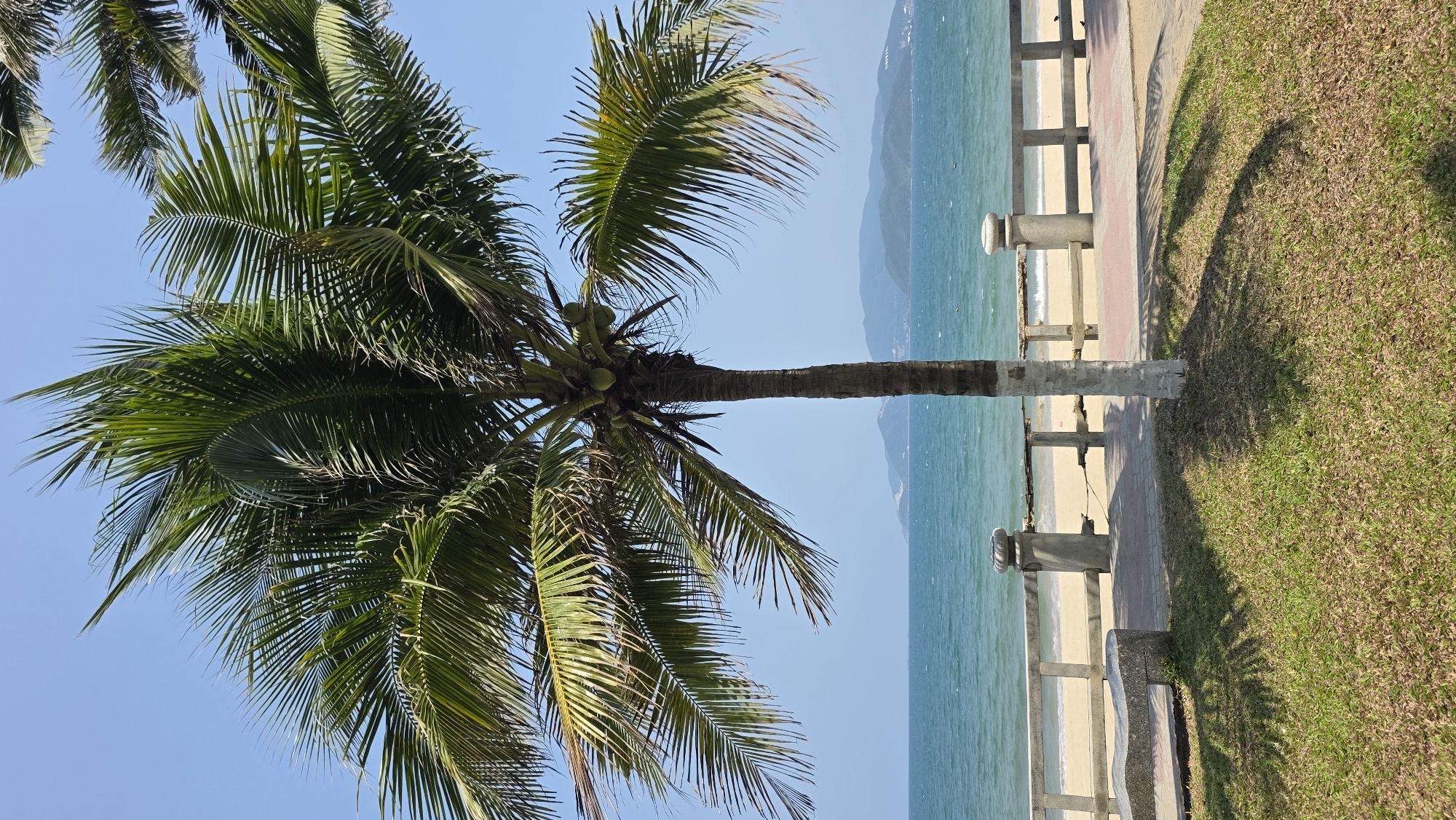 The image shows a palm tree by the beach in Nha Trang, Vietnam. The tree has green fronds and several coconuts. In the background, there is a beach with light-colored sand and turquoise water. The sea meets the blue sky on the horizon. A stone and concrete barrier runs along the grassy edge next to a paved pathway, separating the grass from the beach. The shadow of the palm tree is visible on the grass. In the distance, there are hills or mountains.