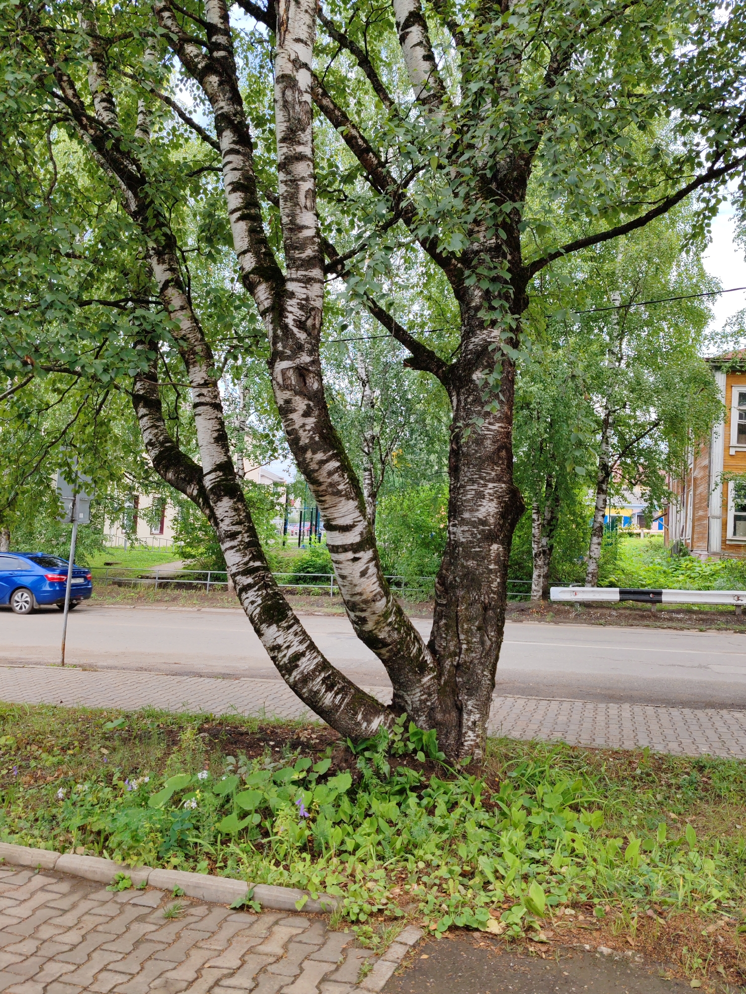 In Vizinga, Russia, a cluster of birch trees with characteristic white and black bark stands on a patch of grass and vegetation. The trees are situated along a paved sidewalk, which is adjacent to a paved road. A blue car is parked on the side of the road. In the background, there are buildings, including a wooden house with a yellow facade and a white window frame, and other trees. A white and black striped barrier is visible in front of the buildings. The scene depicts an outdoor urban or semi-urban environment.