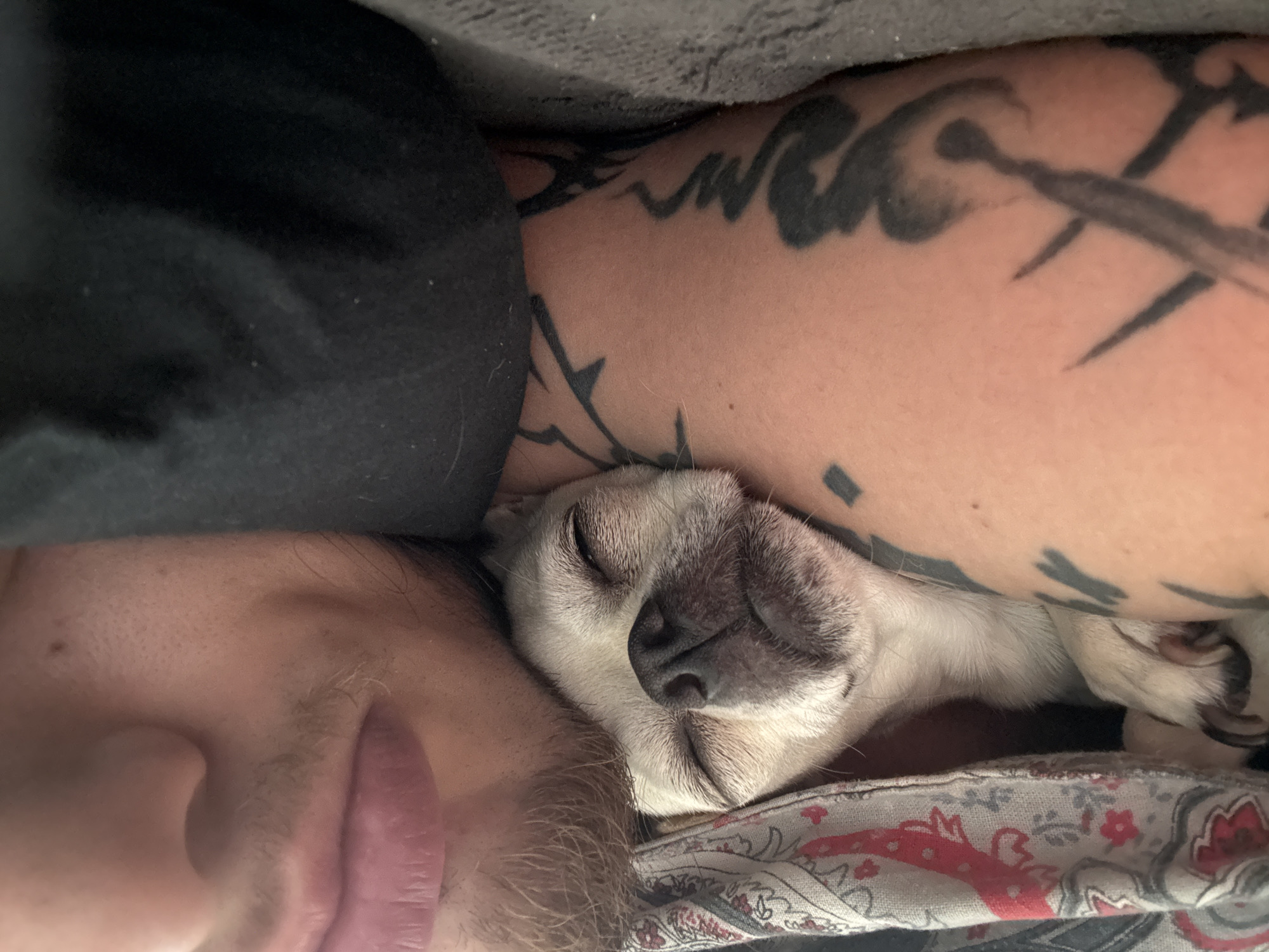The image shows a close-up of a person and a small dog snuggling together. The person's face, including a portion of their lips, nose, and facial hair, is visible on the left side of the frame. The dog, a light-colored Chihuahua, is nestled between the person's face and arm, with its eyes closed and snout prominent. The person's arm, adorned with a prominent black tattoo, wraps around the dog. The scene is likely indoors, possibly on a bed, as suggested by the patterned fabric visible beneath the dog. The location of Sofia, Bulgaria, is not evident from the visual elements of the image.