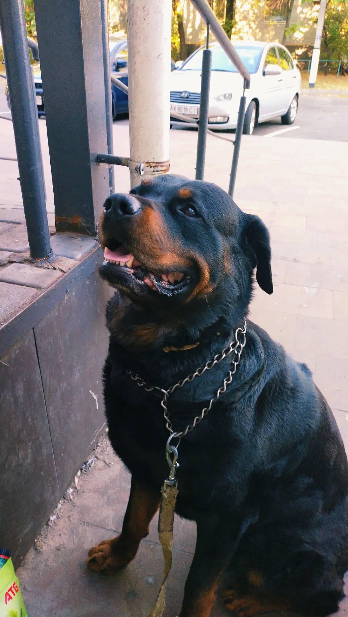 A Rottweiler dog sits on a sidewalk in Horishni Plavni, Ukraine. The dog is black with tan markings on its face and chest. It is wearing a silver chain collar and a leash is attached. The dog is looking up and to the right, with its mouth slightly open and tongue visible. Behind the dog, a white car is parked, and in the background, trees and buildings are visible. The sidewalk is made of concrete and the dog is sitting next to a dark metal fence. A portion of a green bottle with red lettering is visible in the lower left corner of the image.