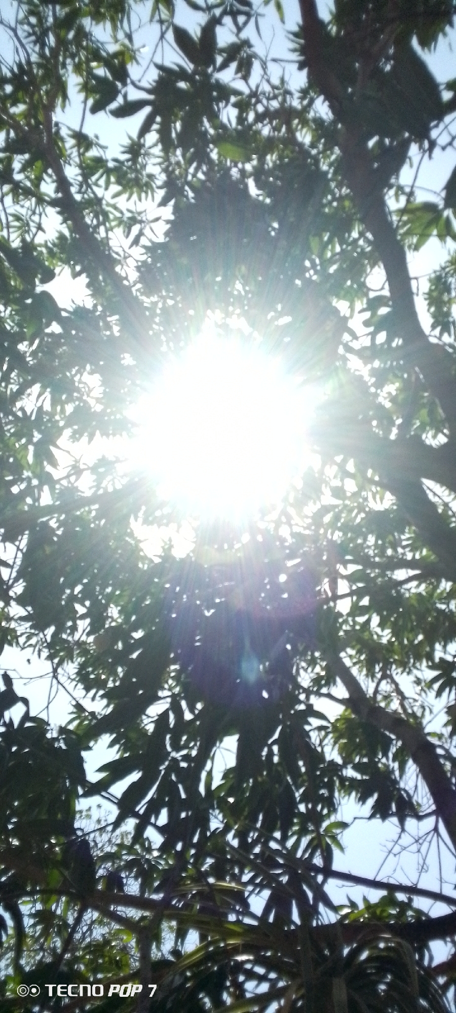 The image shows a view looking up into a tree with sunlight filtering through the leaves. The location is likely Altagracia, Venezuela, based on the prompt. There are no people visible. The primary subject is the tree and the sun. The leaves appear to be broad, and the branches are visible against the bright sky. The environment seems to be outdoors during daylight hours. There are no discernible objects other than the tree. The sun is a prominent feature in the center of the image, creating a lens flare effect. The actions involve the sun shining and the leaves possibly moving in the wind. The interaction is between the sunlight and the tree foliage. At the bottom left there is a watermark that reads "TECNO POP 7"