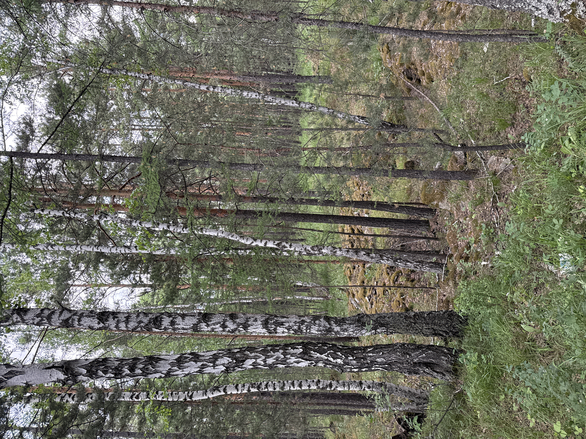 The image shows a forest scene with a mix of birch and coniferous trees. The birch trees are easily identifiable by their white bark with black markings. The coniferous trees are taller and have green needles. The ground is covered in grass and moss. The location is likely in or near Leninsk, Russia, given the user's instruction. The image appears to have been taken from a low angle, looking up into the trees.