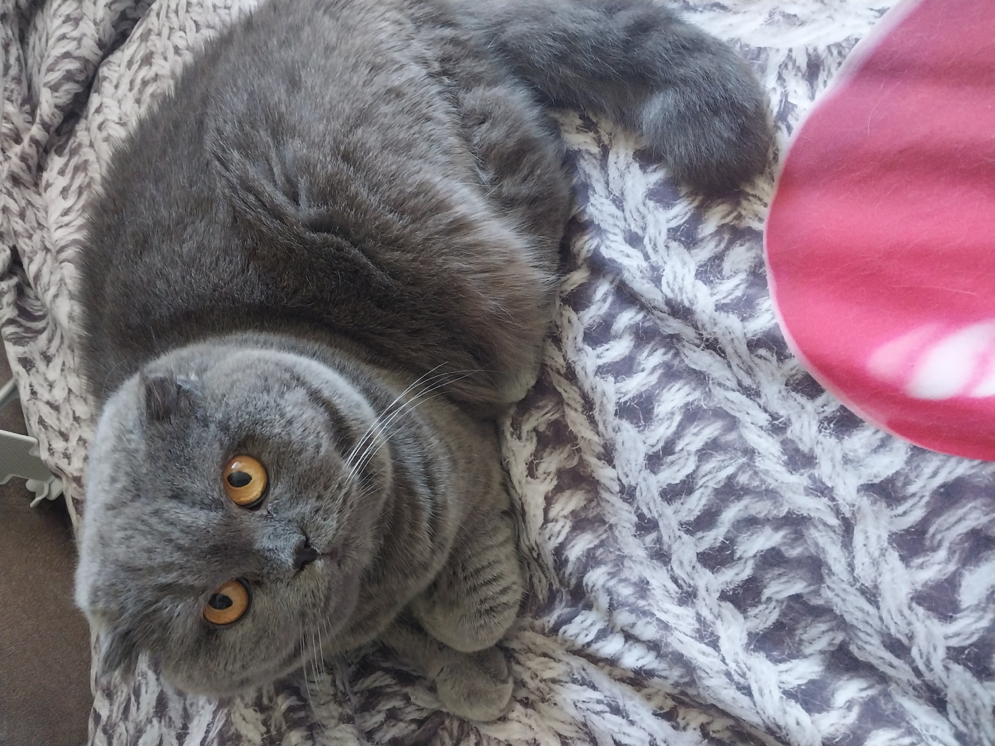 A gray Scottish Fold cat with bright orange eyes is curled up on a gray and white knitted blanket. The cat is facing the camera and appears to be looking directly at it. The blanket has a thick, textured knit pattern. In the lower right corner of the image, a pink object, possibly a cushion or a stuffed toy, is partially visible. The background is out of focus but suggests an indoor setting, possibly a bed or sofa. The image does not contain any information about the location of the city of Dnipro, Ukraine.