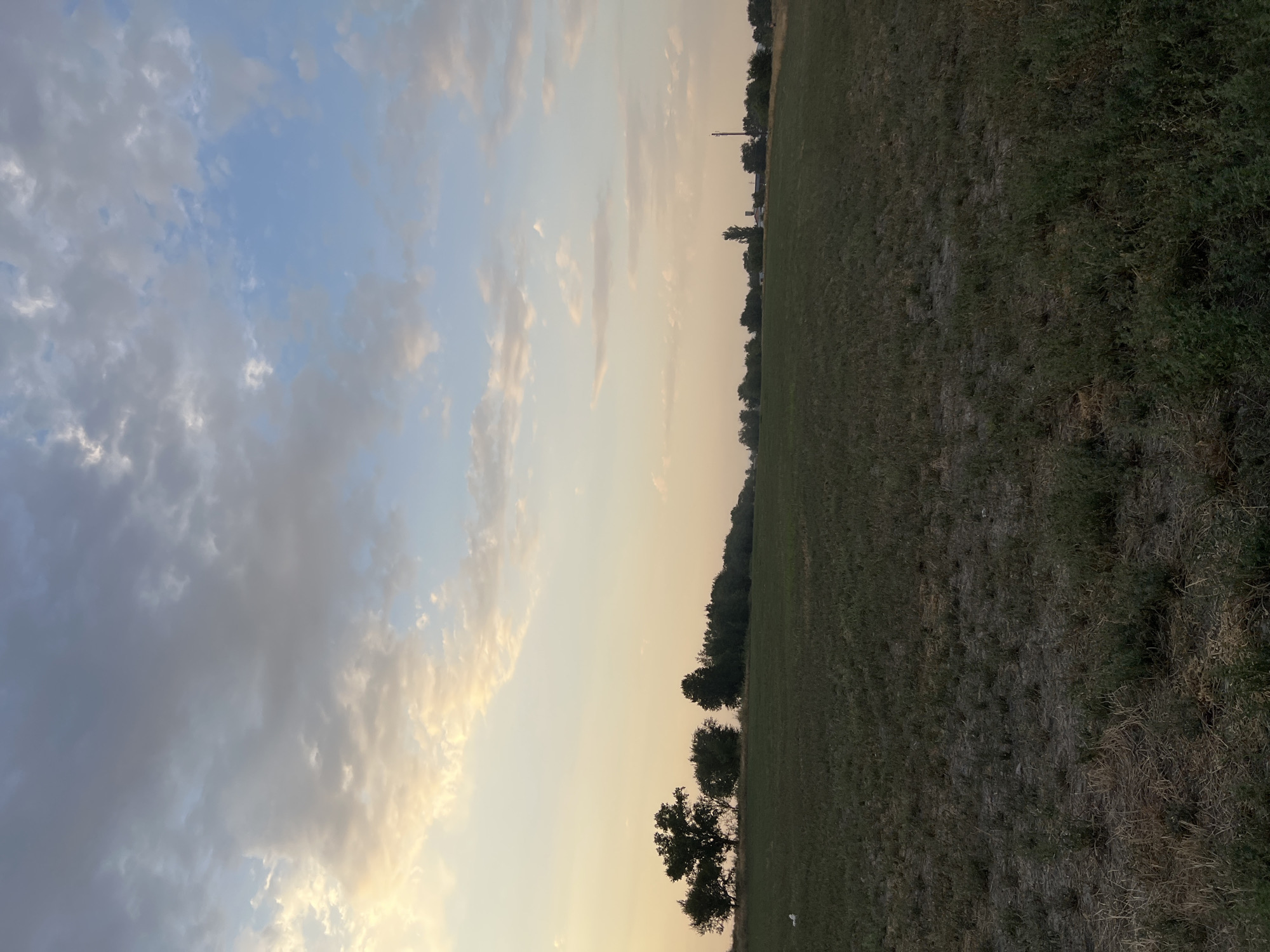 The image depicts an expansive, undeveloped grassy field under a wide sky. The sky transitions from a pale yellow and orange hue near the horizon to a soft blue overhead, with scattered clouds. A line of trees borders the distant horizon, interspersed with what appear to be industrial structures, including a tall tower with antennae on the right side and a silhouetted building further left. The field itself is predominantly green, with patches of drier, straw-colored grass visible in the foreground and scattered dark soil areas. A small, white object, possibly an animal or a marker, is visible in the far left of the field. The scene suggests a rural or semi-rural setting, consistent with the outskirts of Drujba, Kyrgyzstan.