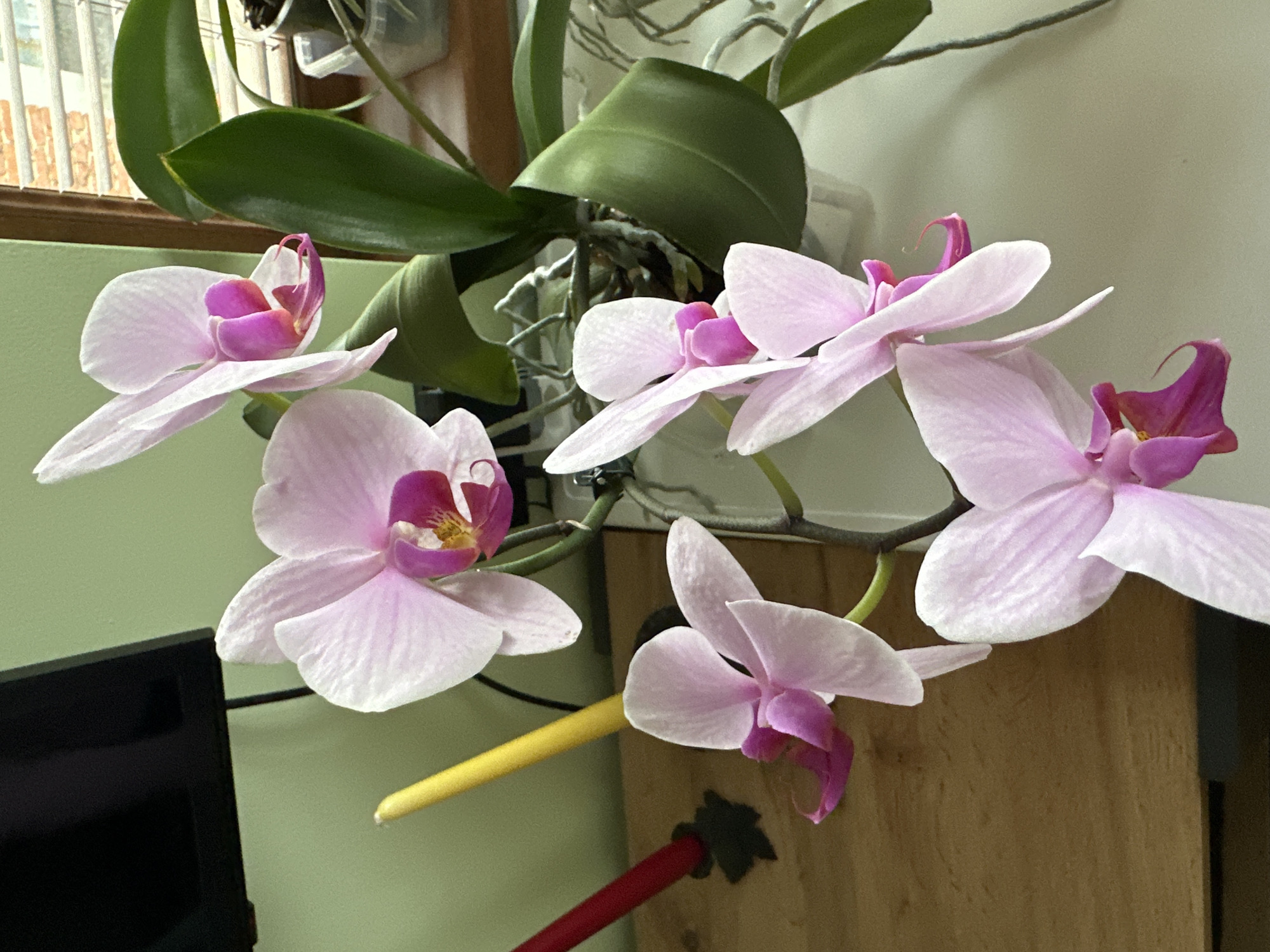 The image shows a cluster of light pink orchids with magenta centers, set against a background of green foliage and a light green wall. A window with a white grid pattern can be seen in the upper left, implying a residential setting. A yellow and red object, possibly a writing instrument, is visible near the bottom. The location in Montana, Bulgaria is not discernible from the image.