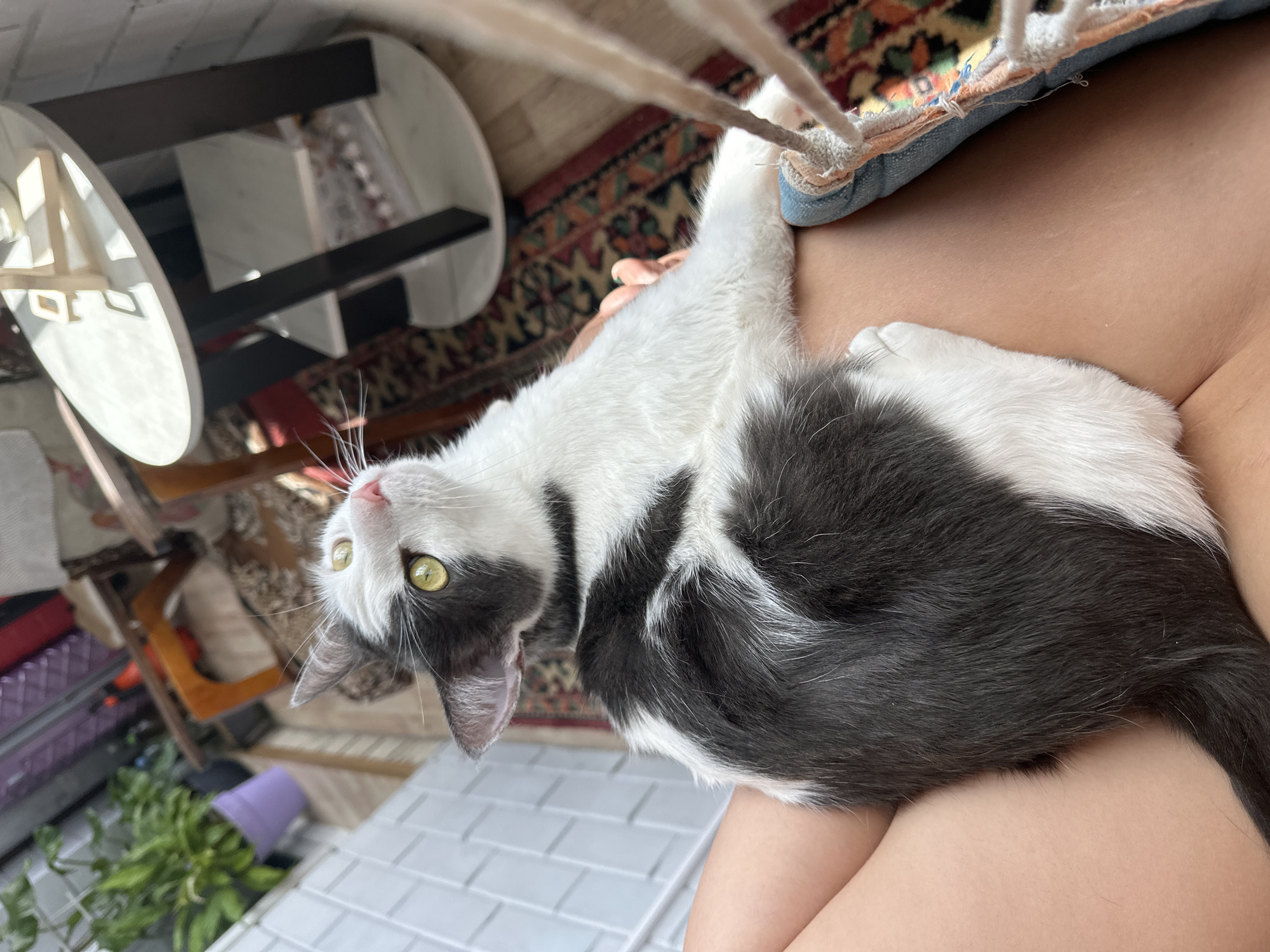 A gray and white cat lies on a person's lap. The cat's head is turned upwards, revealing yellow-green eyes. The background includes a white-topped table with black legs, a section of a patterned rug, a plant in a purple pot, and white-tiled flooring. The location is not discernible from the image.