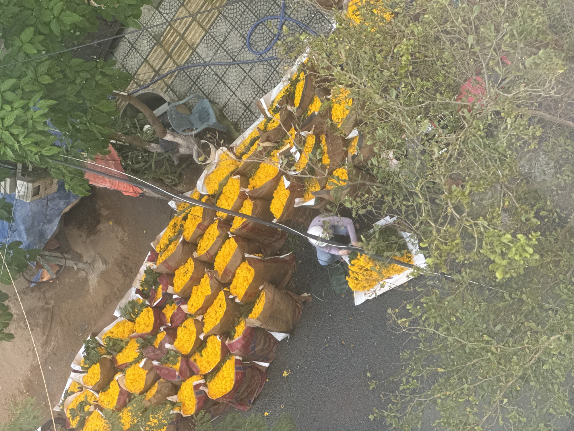 The image, taken from an elevated perspective, shows a flower market scene likely in the city of Đà Nẵng, Vietnam. A large quantity of yellow flowers, bundled in brown paper and plastic, are laid out on a tarp, partially on a paved surface and partially on a lighter, possibly sandy or dusty, area. A person is kneeling beside the flowers, likely arranging or packaging them. The scene is partially obscured by a tree with small, dense leaves. In the background, there's a tiled area with a blue hose and a plastic chair. Overhead electrical wires are visible crossing the scene. The overall environment appears urban.