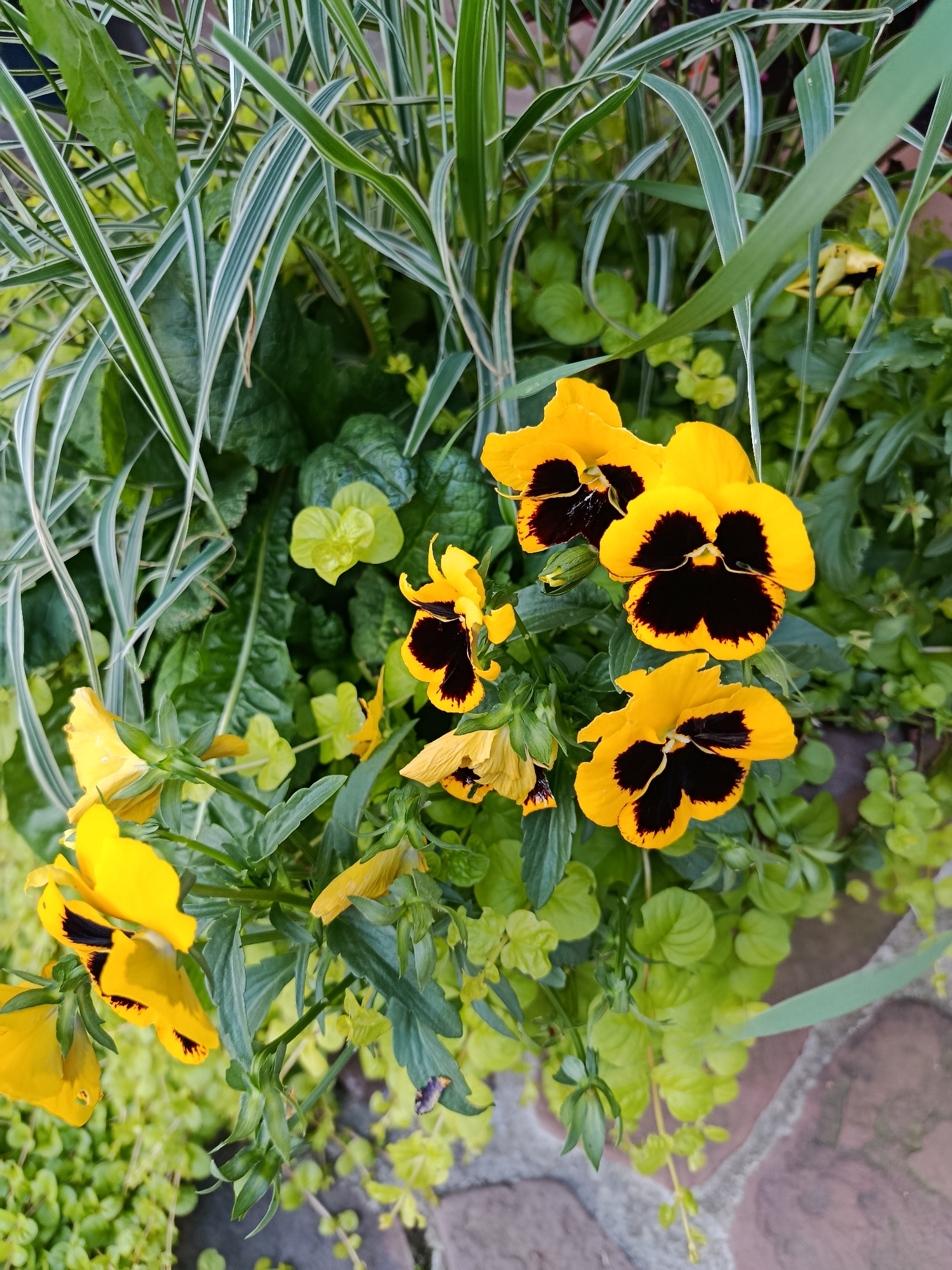 A close-up, overhead shot showcases a cluster of yellow pansies with dark centers, nestled among lush green foliage. In the background, variegated ornamental grass adds a touch of texture. The scene appears to be outdoors, with hints of a brick pathway at the bottom right. The focus is on the delicate beauty of the flowers and the surrounding plants. The image does not contain any people or imply a specific city or location.