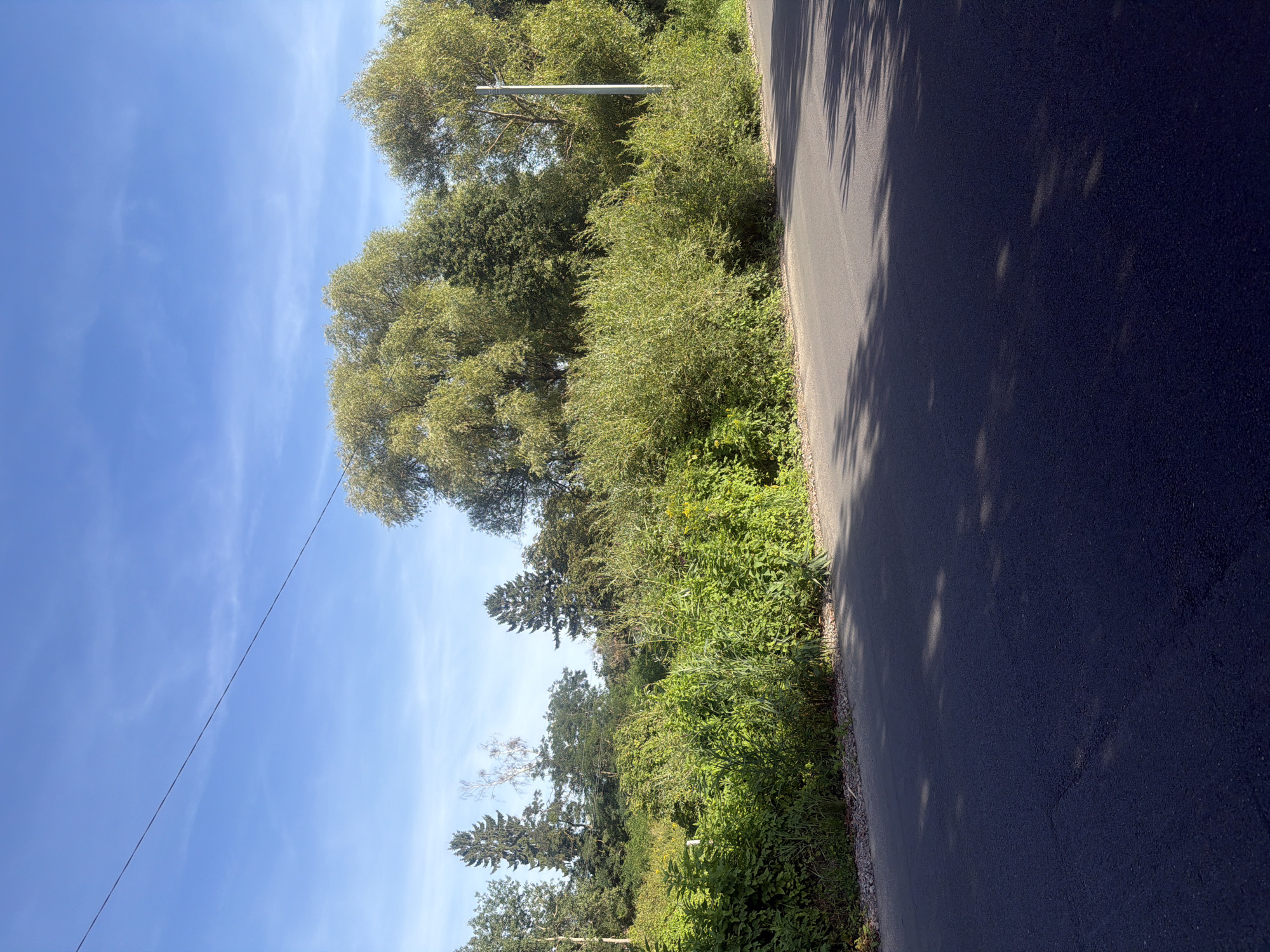 This is a sunny, medium-angle, full-shot photograph of a paved road bordering a lush, green embankment. The road is dark asphalt and occupies the lower half of the frame, with dappled shadows from overhead foliage cast across its surface. The embankment, densely packed with various green plants and trees, rises to meet the clear blue sky, which is streaked with faint wisps of white clouds. A single dark electrical wire stretches diagonally across the sky from the upper left to the mid-right of the image. Trees of varying heights and foliage types line the embankment, with taller, more mature trees dominating the background. A light-colored utility pole is visible amidst the greenery on the right side of the embankment. The scene appears to be in a rural or semi-rural area, possibly on the outskirts of Vzmorye, Russia, given the typical vegetation and infrastructure. There are no people or animals present in the image.