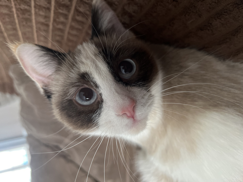 A close-up, eye-level photograph depicts a domestic cat indoors in Votkinsk, Russia. The cat, exhibiting colorpoint markings, possesses primarily white and cream fur with distinct dark brown coloration on its ears and around its striking blue eyes, which contain visible reflections. A small, pink nose is centered on its face, from which numerous long, white whiskers extend laterally. The cat's head is tilted approximately 15-20 degrees to its left, as it directs a steady gaze towards the camera. The immediate background comprises a blurred, textured brown surface, consistent with fabric such as a blanket or cushion. A soft, diffused light source, likely a window, is discernible in the upper left background. No human subjects or other animals are visible. The scene suggests a calm, indoor residential environment.