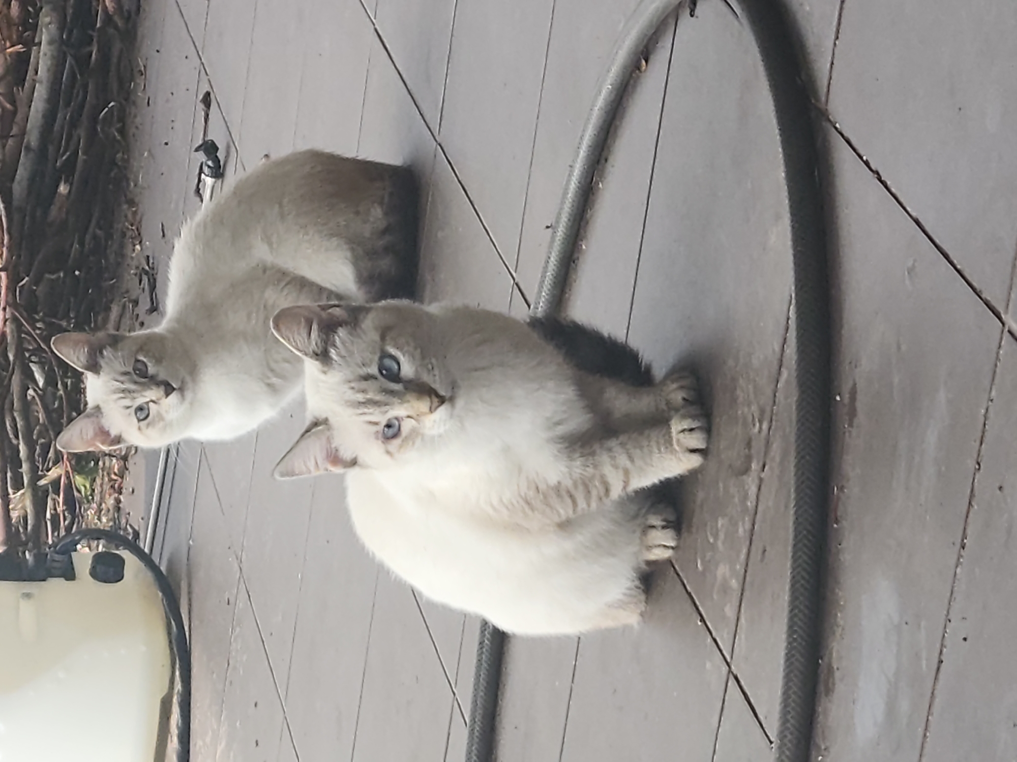 Two light-colored cats with blue eyes and Siamese markings are sitting on a tiled patio. A dark gray garden hose is coiled on the patio in front of the cats. In the background, a white object, possibly a water heater, is visible, along with a pile of sticks and debris. The scene is outdoors, suggesting a residential or backyard setting in Pokrovskoe, Russia.