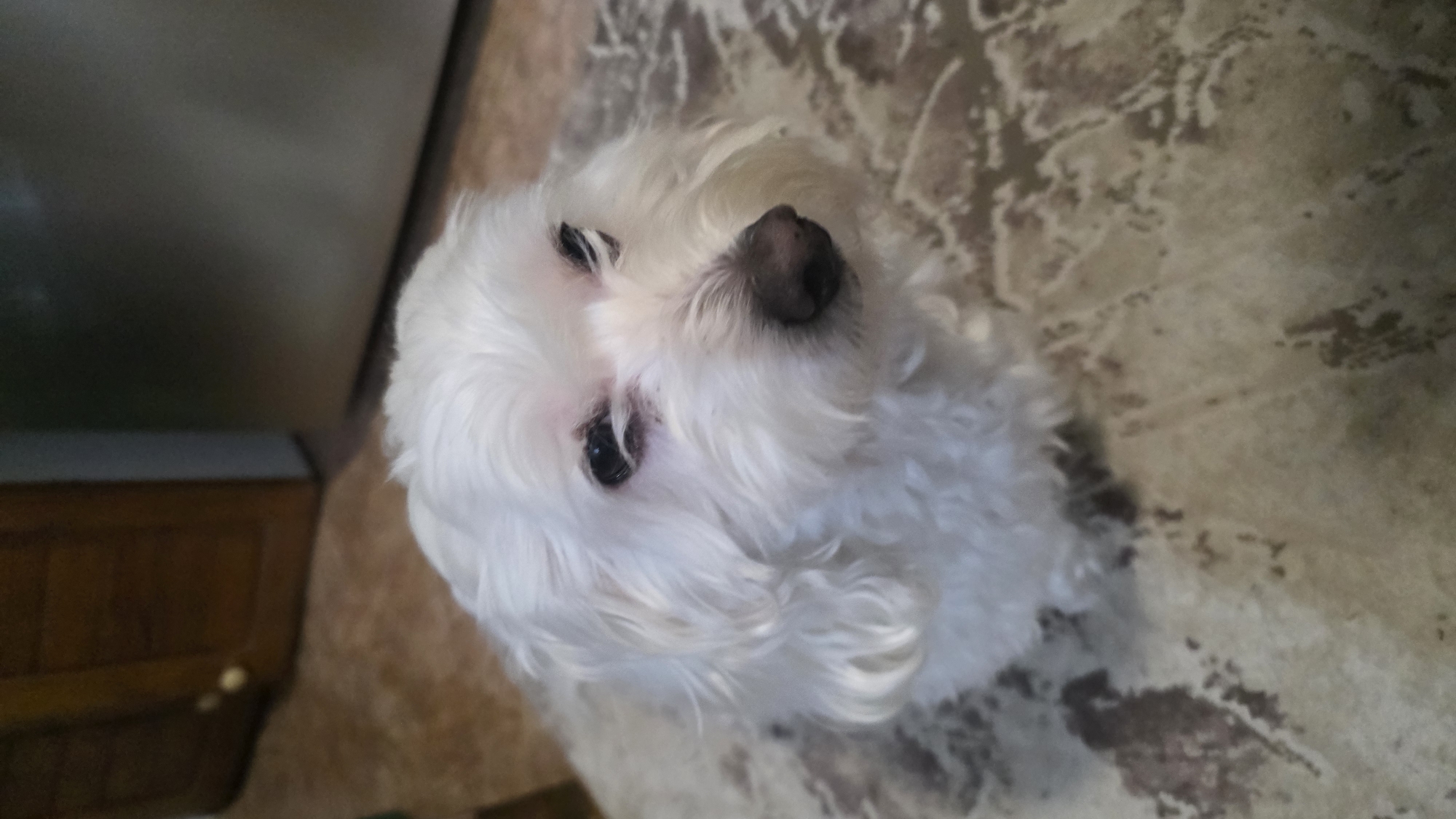A high-angle, close-up photograph features a small, white, fluffy dog, likely a Maltese, looking upwards. The dog's head is centered on the right, with its dark, expressive eyes and dark brown nose clearly visible amidst its soft, curly white fur. Its gaze is directed towards the camera, suggesting curiosity or attention. To the left of the dog, a dark surface, possibly part of a wall or wooden furniture, occupies the background. The rest of the background is filled with a patterned rug or carpet in varying shades of brown, beige, and grey. The scene is indoors, indicative of a home setting, and located in Blagoevgrad, Bulgaria. No text is visible in the image.