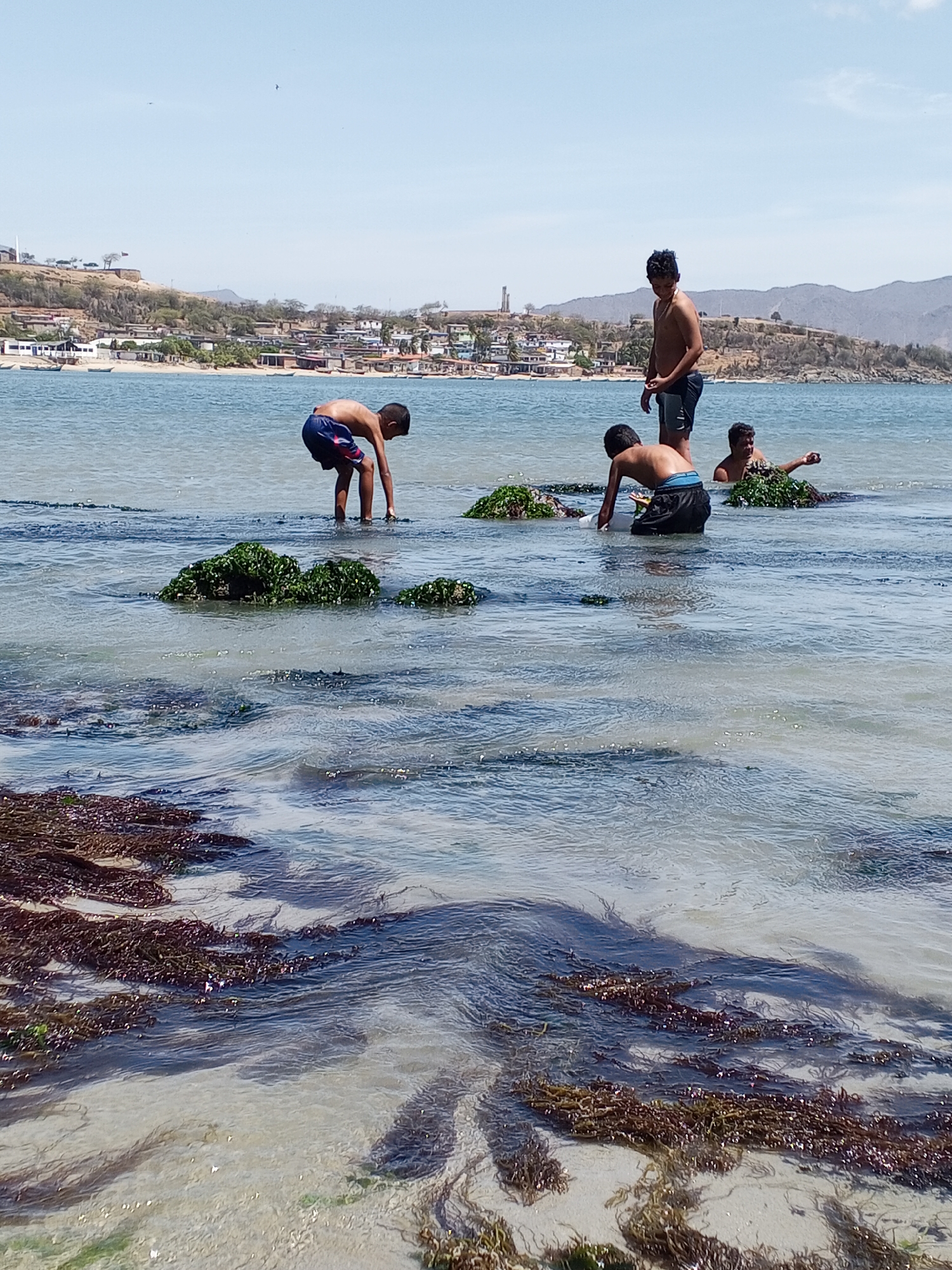 The image captures a daytime scene in Juan Griego, Venezuela, focusing on four children enjoying the shallow coastal waters near a beach.
The setting is a bay or inlet, with clear, light blue water that reveals patches of dark red and green seaweed or algae on the sandy bottom. The foreground shows the water meeting the sandy beach. Beyond the immediate shoreline, the water becomes deeper, with small clusters of green vegetation or seaweed emerging from the surface.
Four boys are in the water. A boy wearing blue patterned shorts is bent over, appearing to be examining something in the water. Another boy wearing dark shorts is kneeling and reaching into the water. An older shirtless boy stands nearby with his hands at his side, observing. Partially submerged, another boy rests in or behind a patch of green seaweed.
In the background, the town of Juan Griego is visible, with buildings and structures extending along the coastline. There is also a hill or small mountain, adding depth to the scene. The sky is light blue with a few clouds.