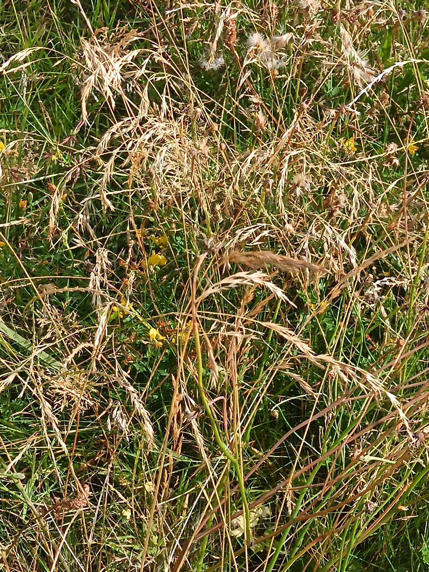 A close-up, medium-angle shot captures a dense field of dry grass and green grass, indicative of a meadow or uncultivated area. The dry grass, predominantly tan and beige, forms a thick, tangled layer over the vibrant green grass, creating a textured and somewhat chaotic composition. Scattered amongst the dry stalks are small, yellow flowers, adding subtle pops of color to the scene. Some of the dry grass stalks are long and slender, while others are thicker and appear to be seed heads, some with fluffy white remnants of seeds. The lighting suggests a bright, sunny day, casting subtle shadows and highlighting the dry, brittle texture of the vegetation. The image appears to be taken in a natural outdoor environment. No people or structures are visible. The location in Varel, Germany, is implied by the general description of a meadow-like environment common in rural or semi-rural settings.